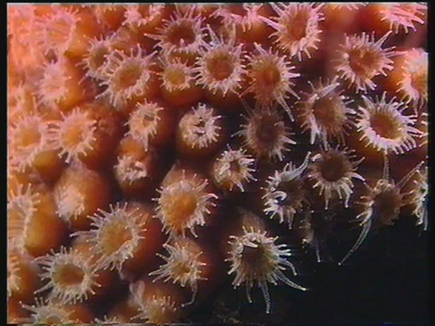 579614729 / Cnidarian / Underwater Shot