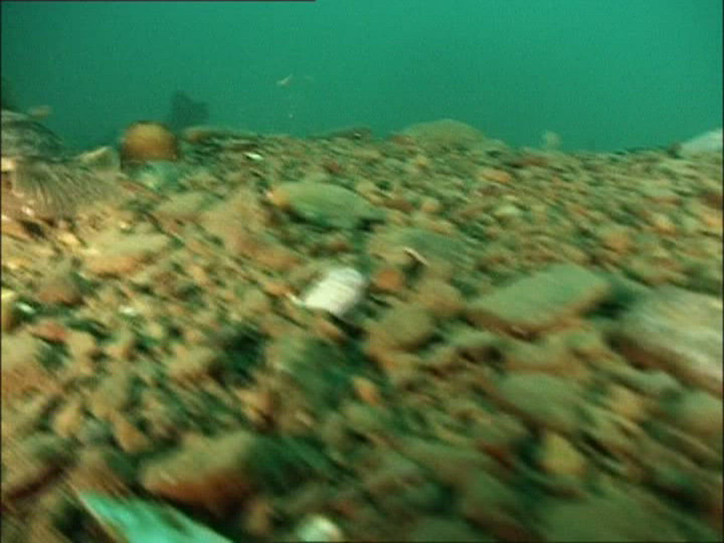 862236038 / Sea Wolf / Atlantic Ocean