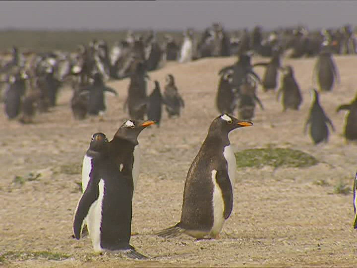 203089470 / Gentoo Penguin / Resting / Polar Region