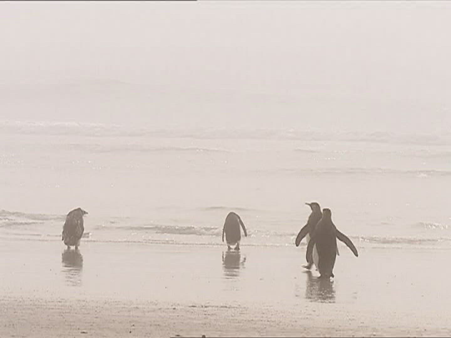 616377712 / King Penguin / Running / Polar Region