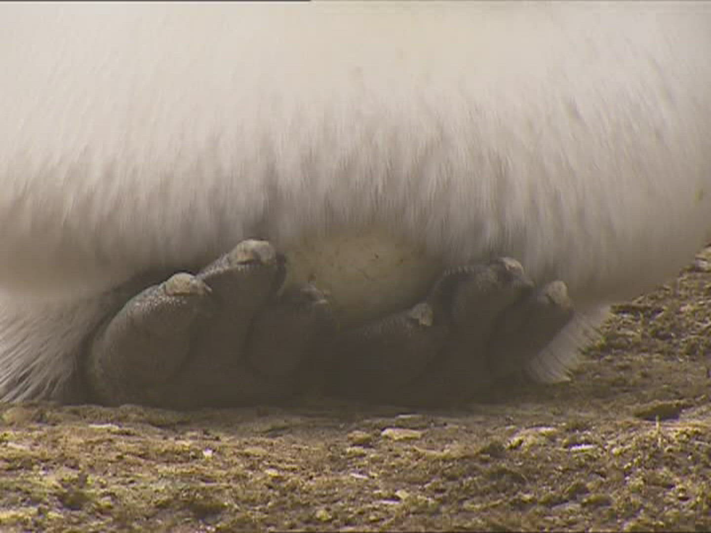 549980685 / King Penguin / Breeding / Polar Region