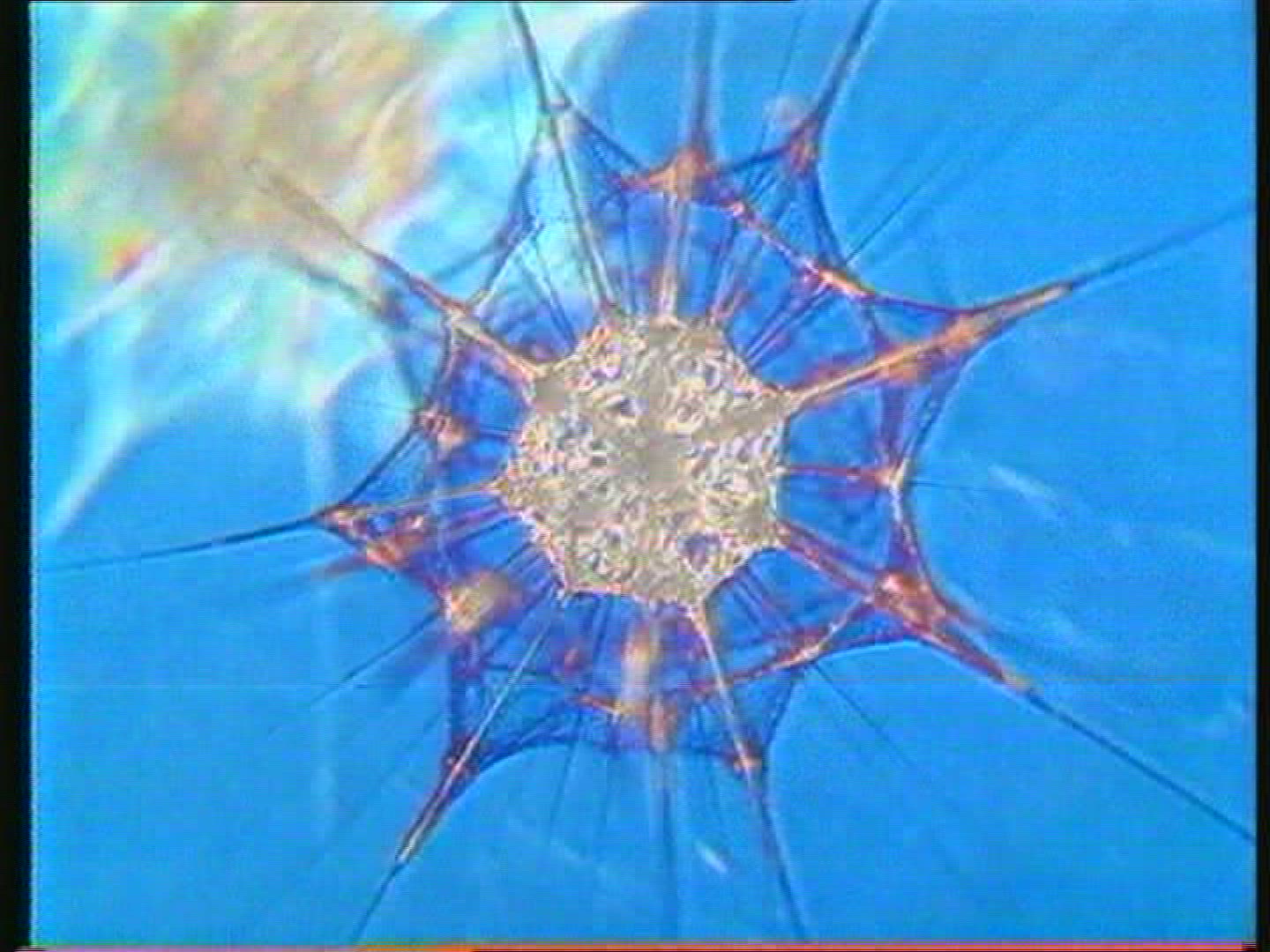 969776483 / Radiolarian / Protozoa