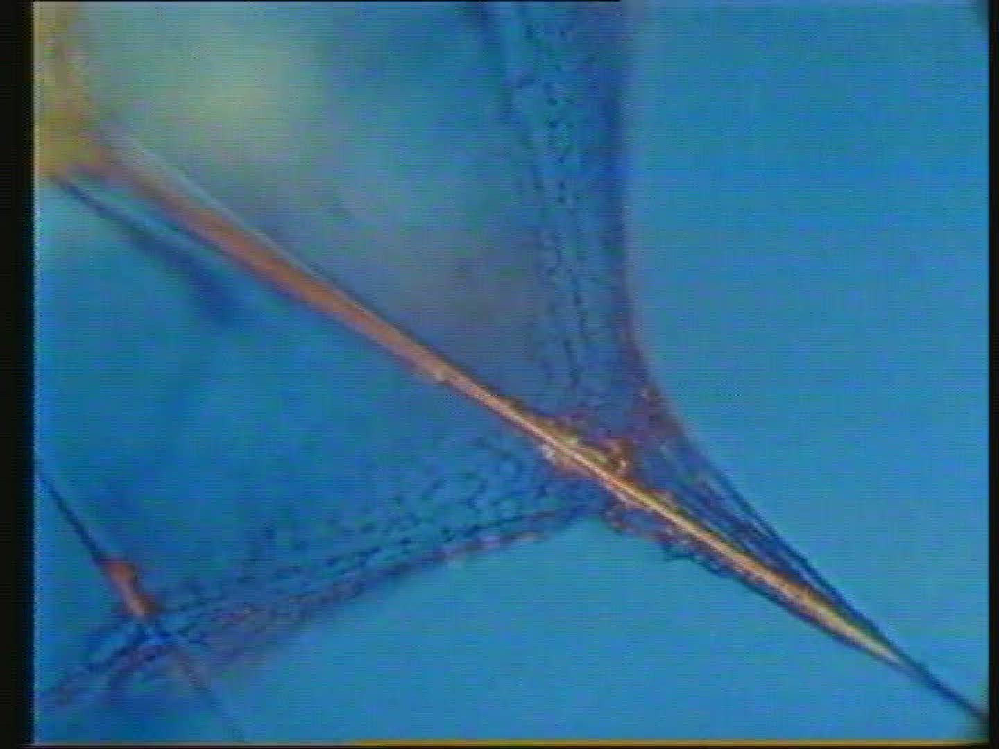 742082687 / Radiolarian / Protozoa