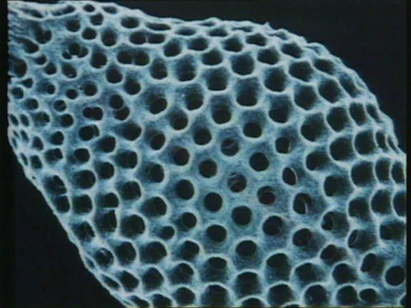 703769302 / Radiolarian / Protozoa