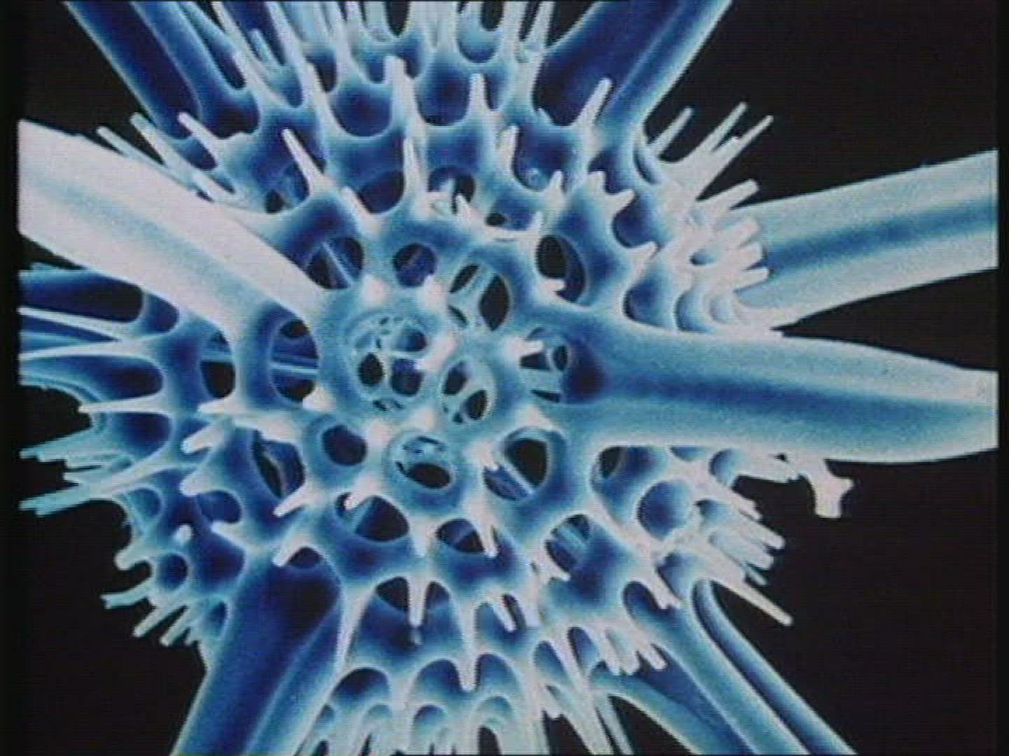 626868679 / Radiolarian / Protozoa