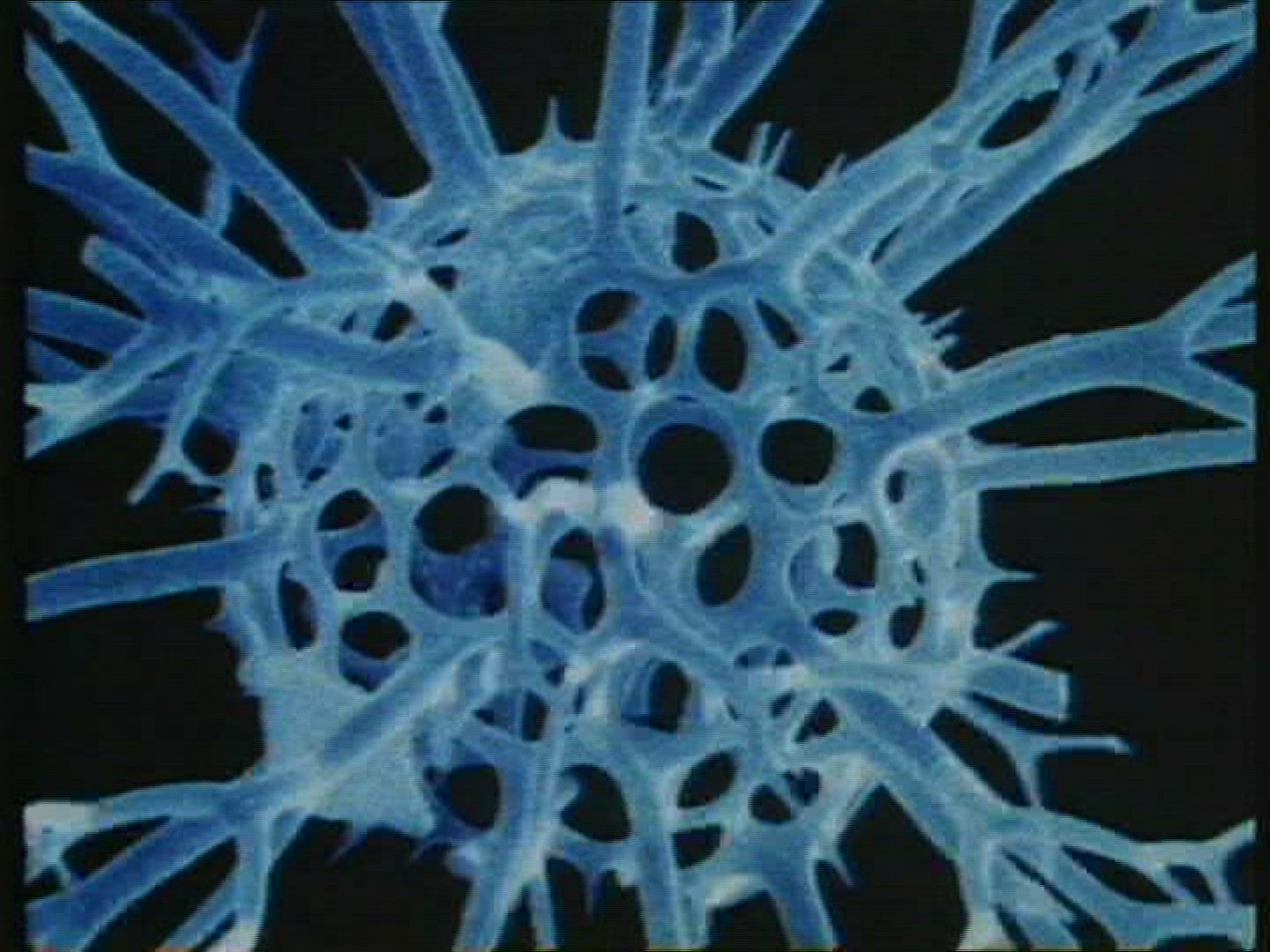380689999 / Radiolarian / Protozoa