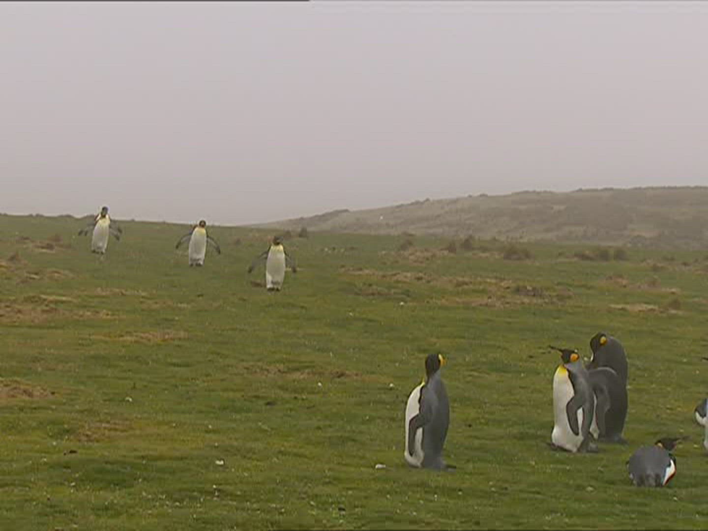 194426288 / King Penguin / Running / Polar Region