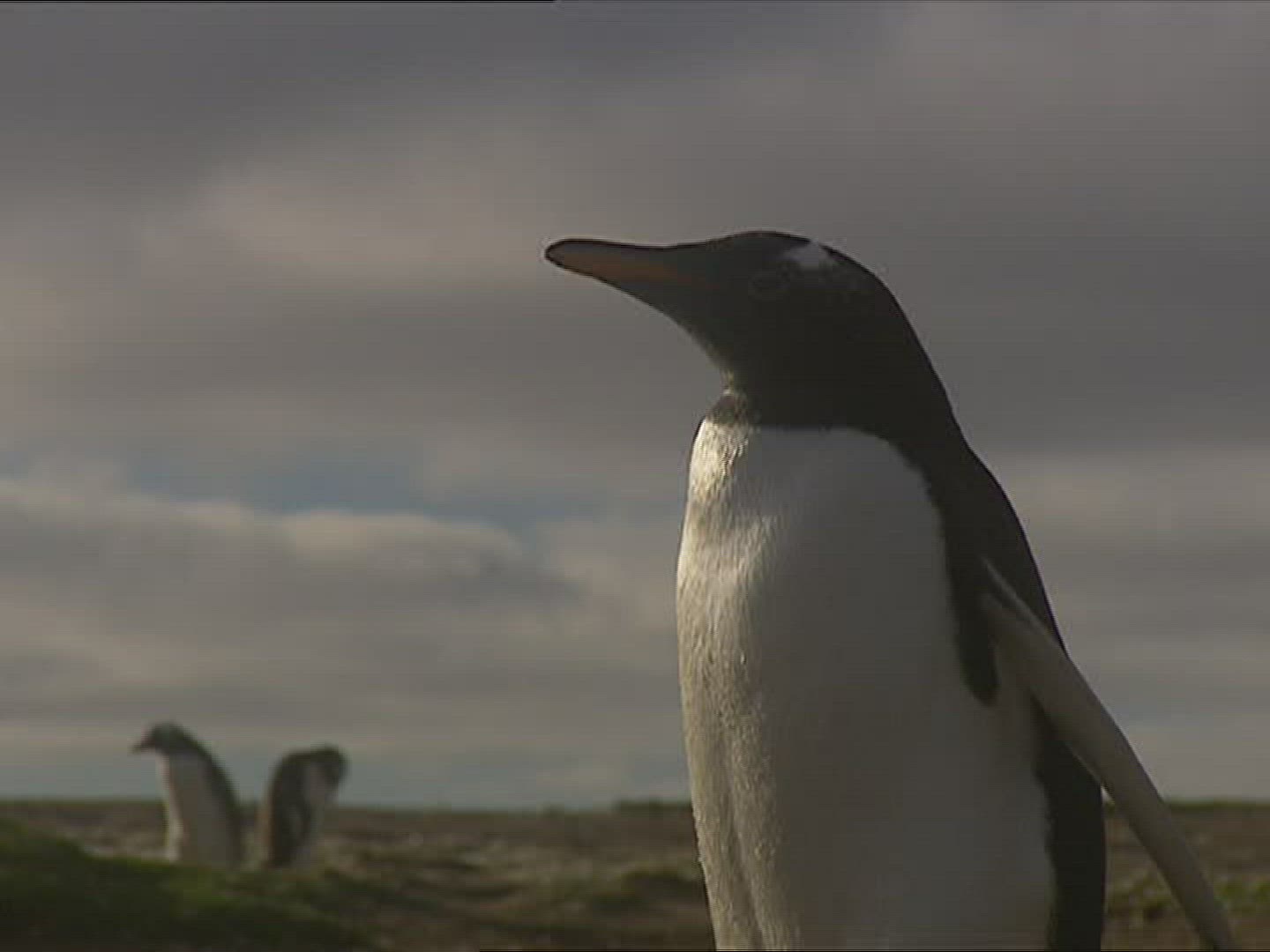875605213 / Gentoo Penguin / Running / Polar Region