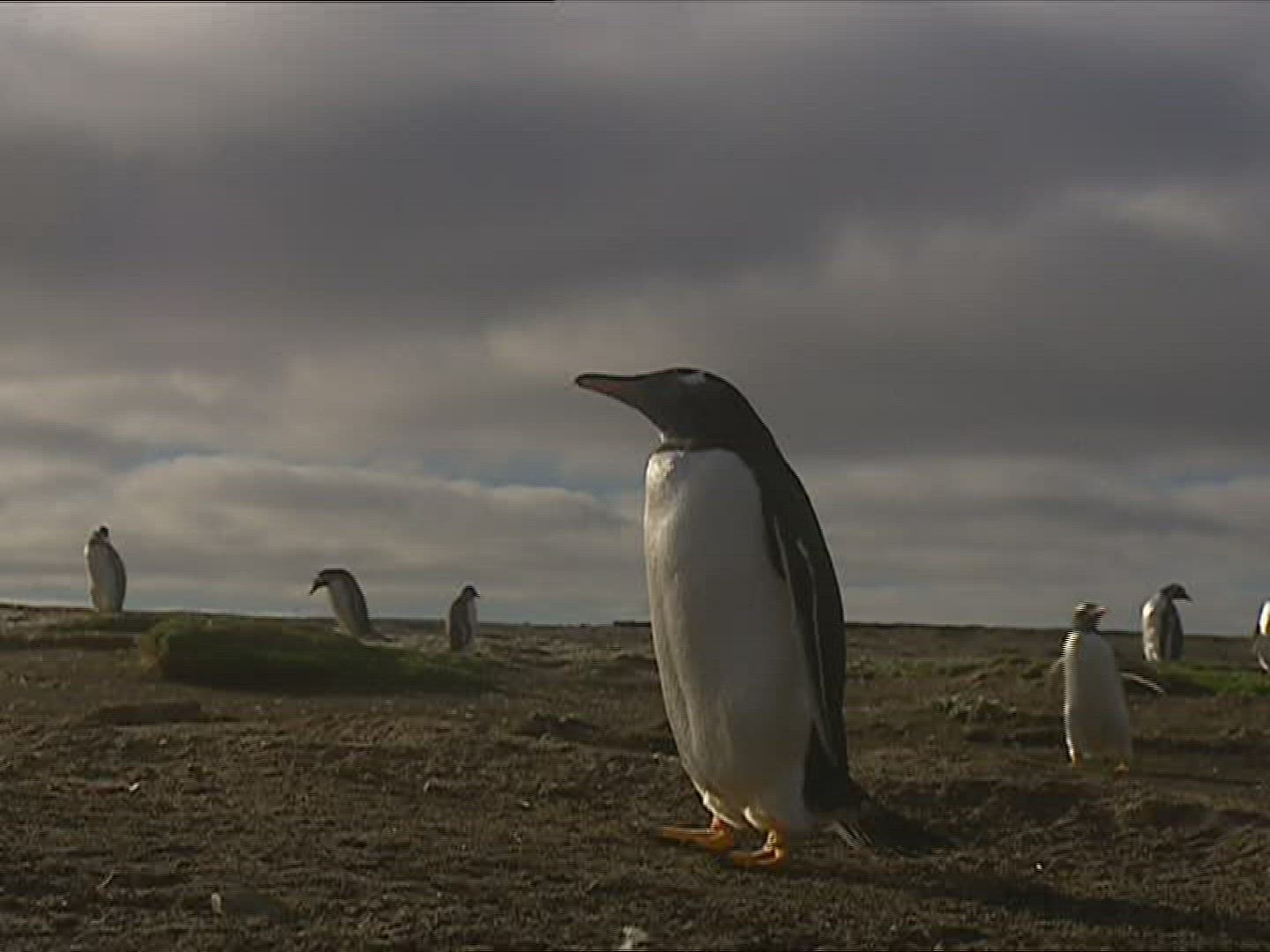 719936853 / Gentoo Penguin / Running / Polar Region