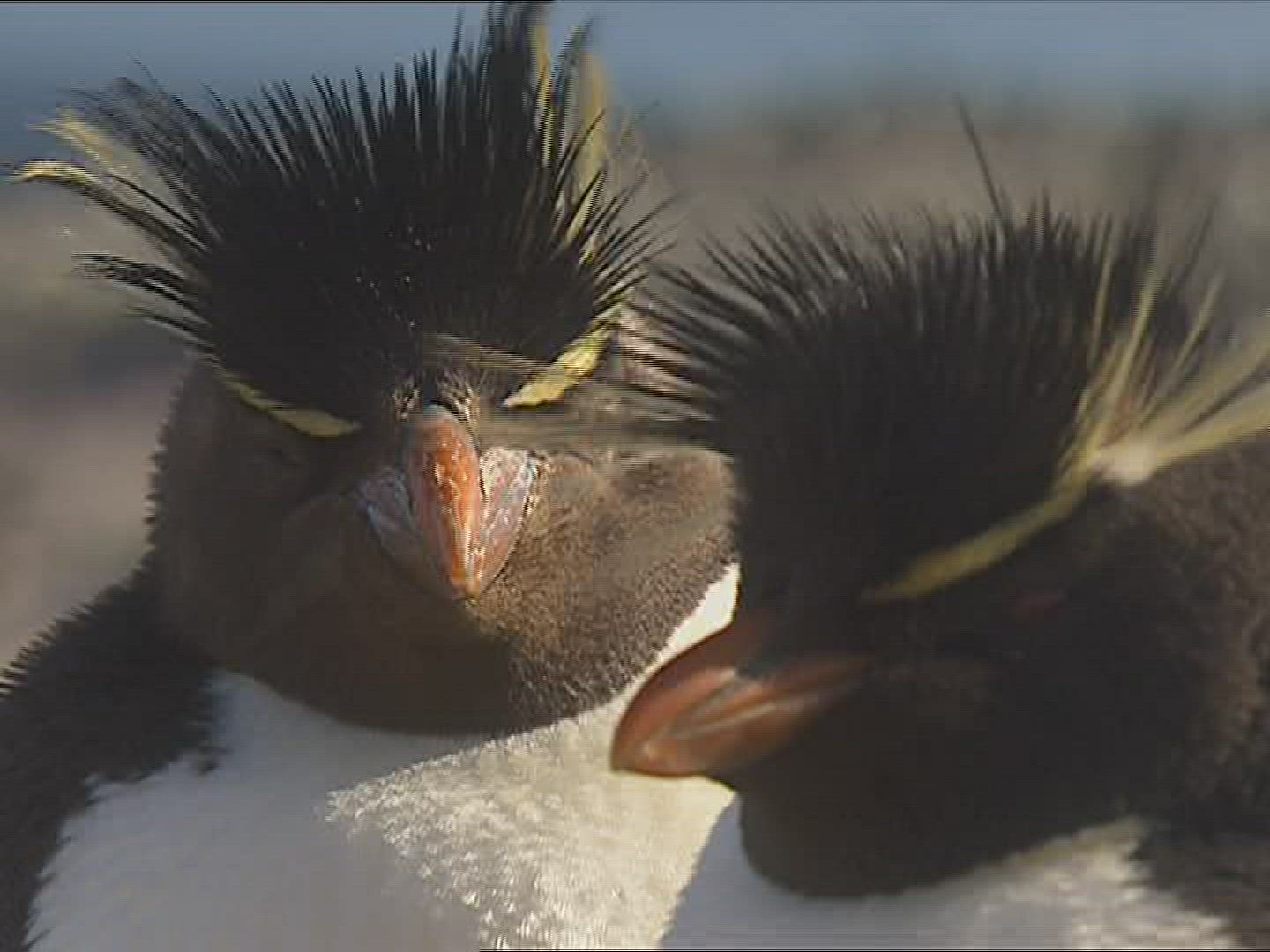 305047070 / Rockhopper Penguin / Resting / Polar Region