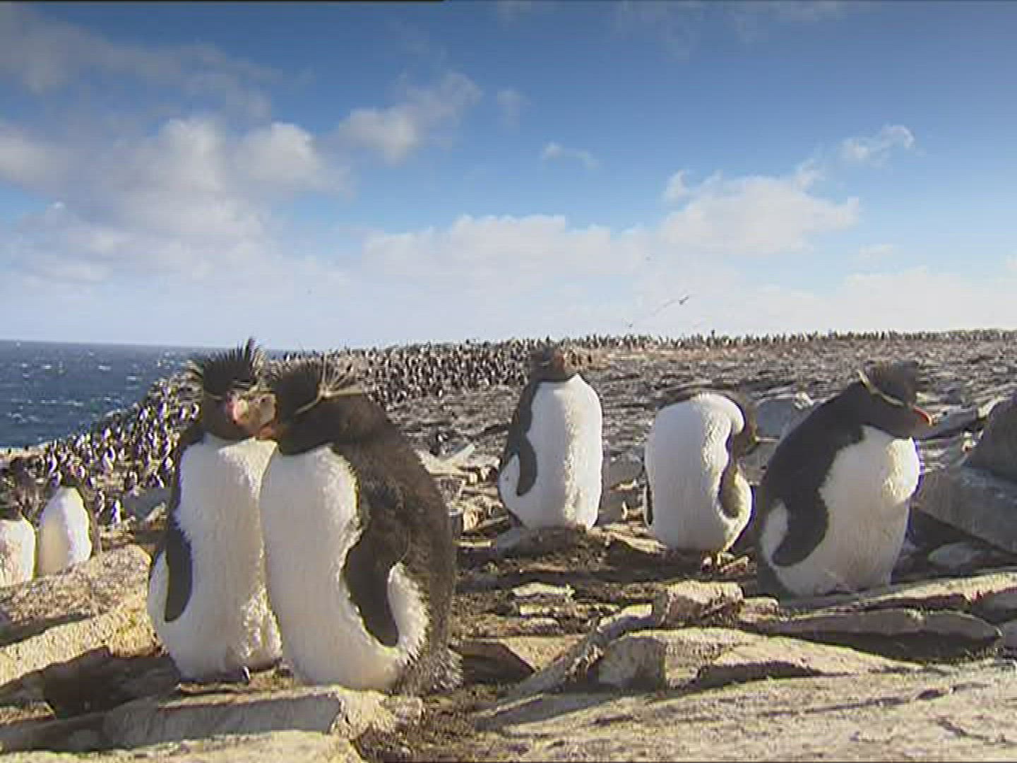 946716176 / Rockhopper Penguin / Resting / Polar Region