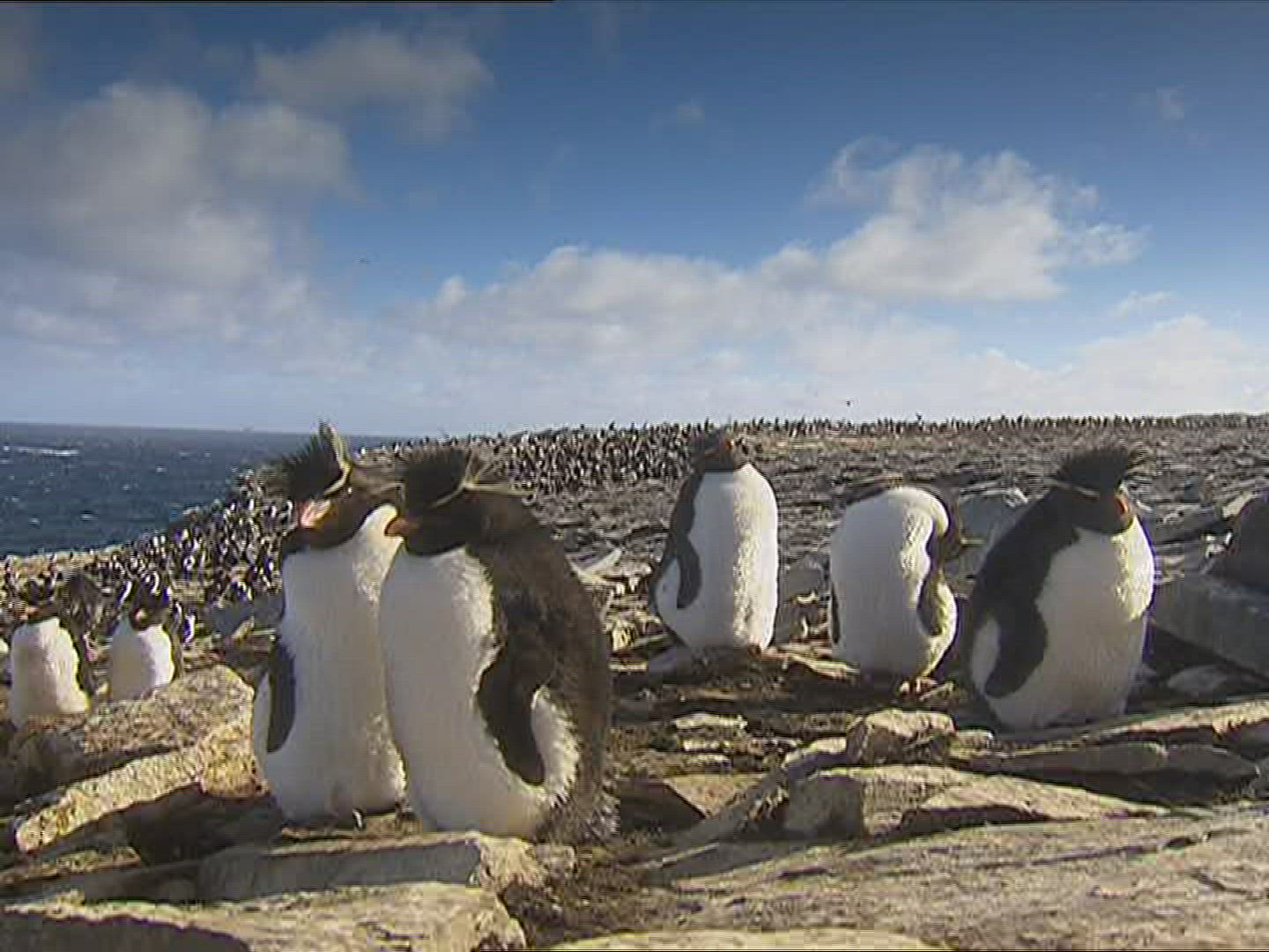 757841472 / Rockhopper Penguin / Resting / Polar Region