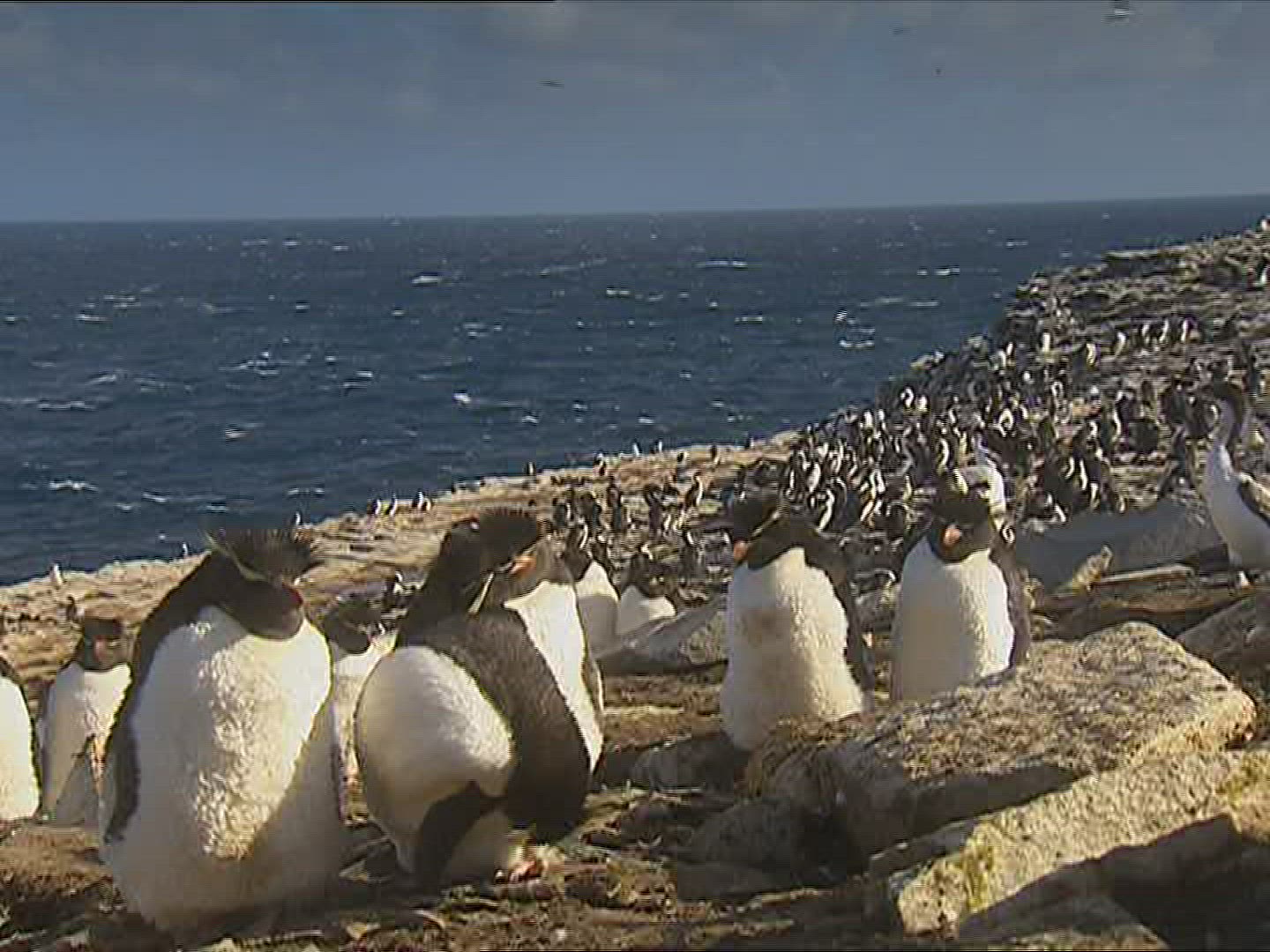 115722655 / Rockhopper Penguin / Resting / Polar Region