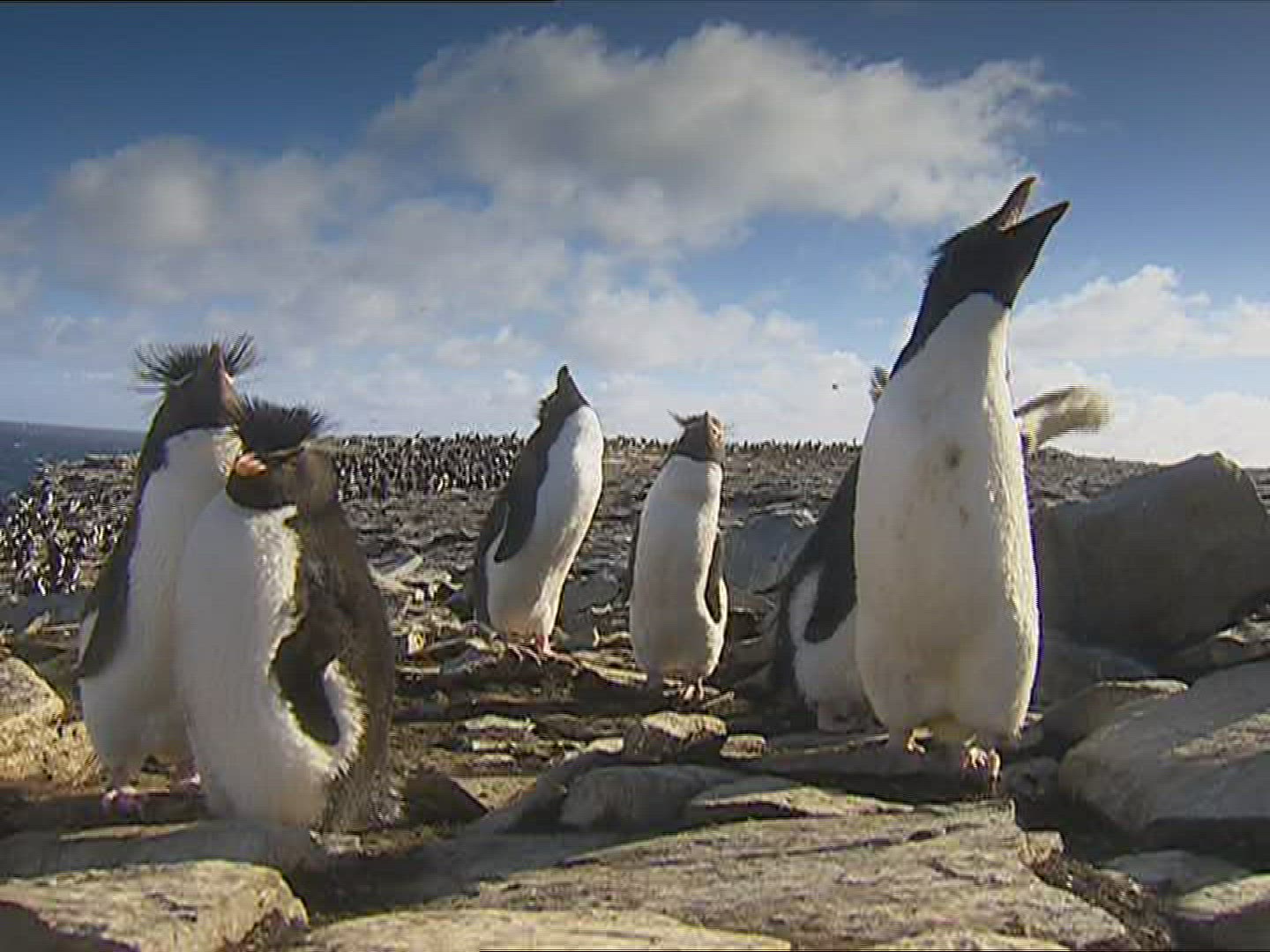 778296931 / Rockhopper Penguin / Resting / Polar Region