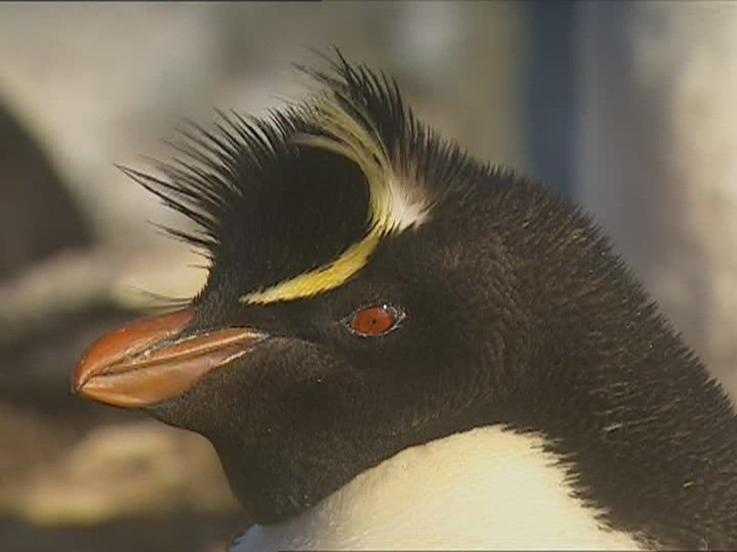 362382585 / Rockhopper Penguin / Resting / Polar Region