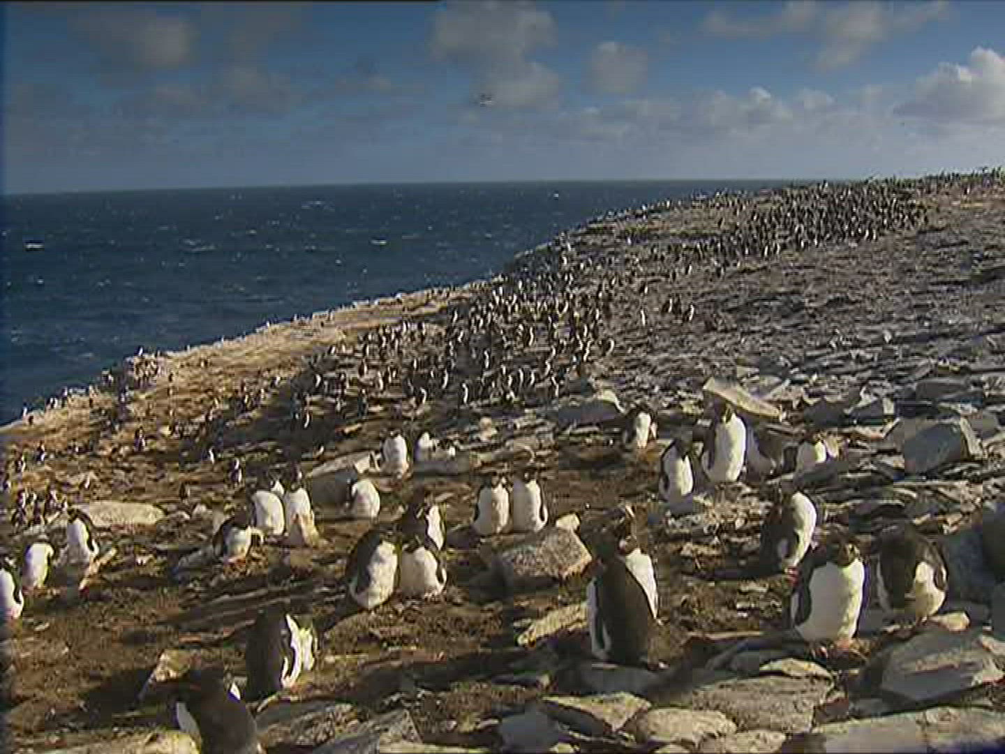 998659156 / Rockhopper Penguin / Resting / Polar Region