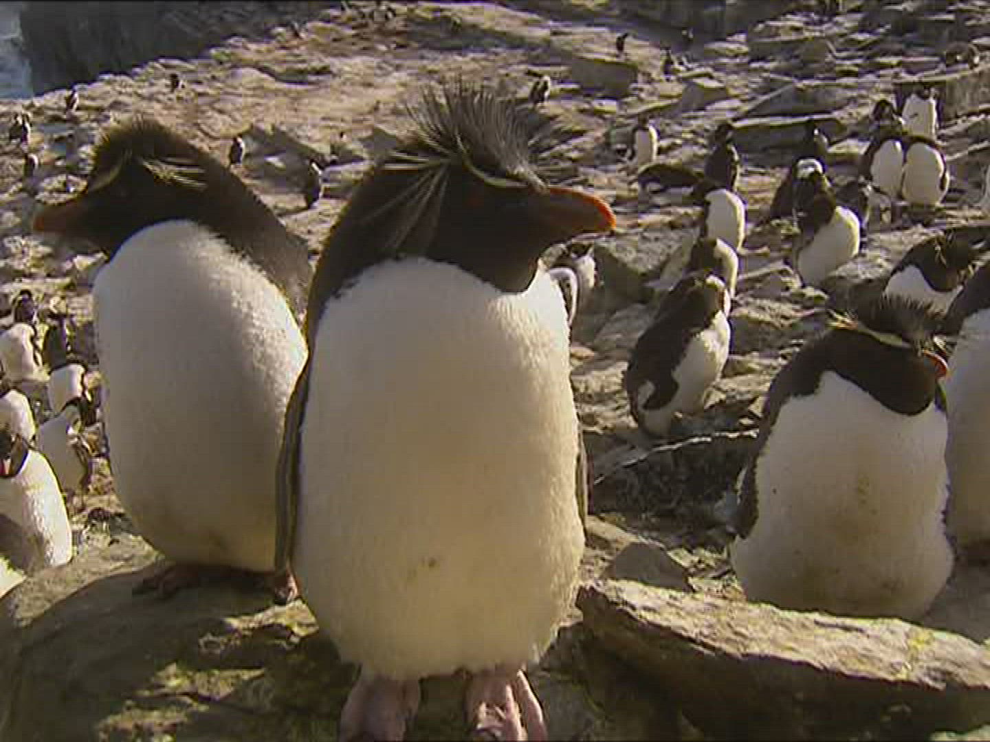 717749890 / Rockhopper Penguin / Resting / Polar Region