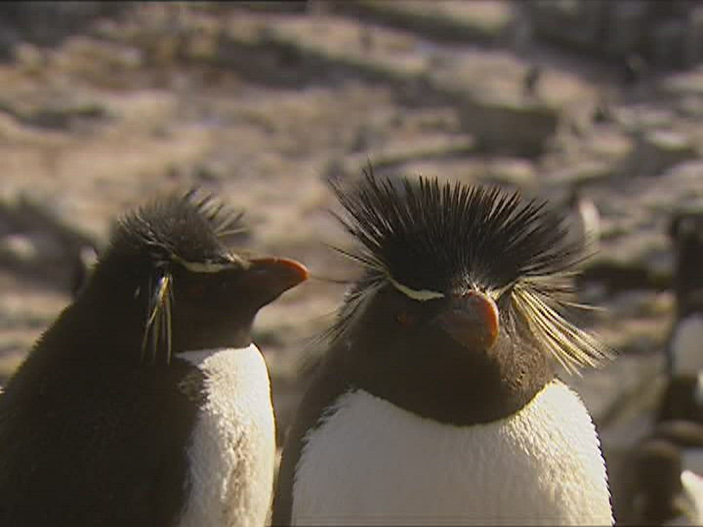 766353610 / Rockhopper Penguin / Resting / Polar Region