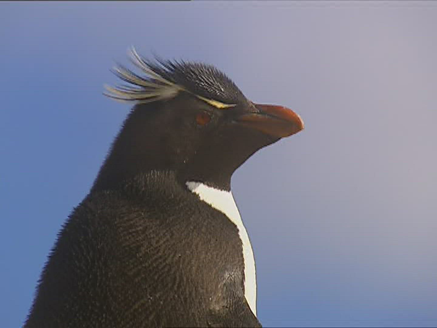 250112384 / Rockhopper Penguin / Resting / Polar Region