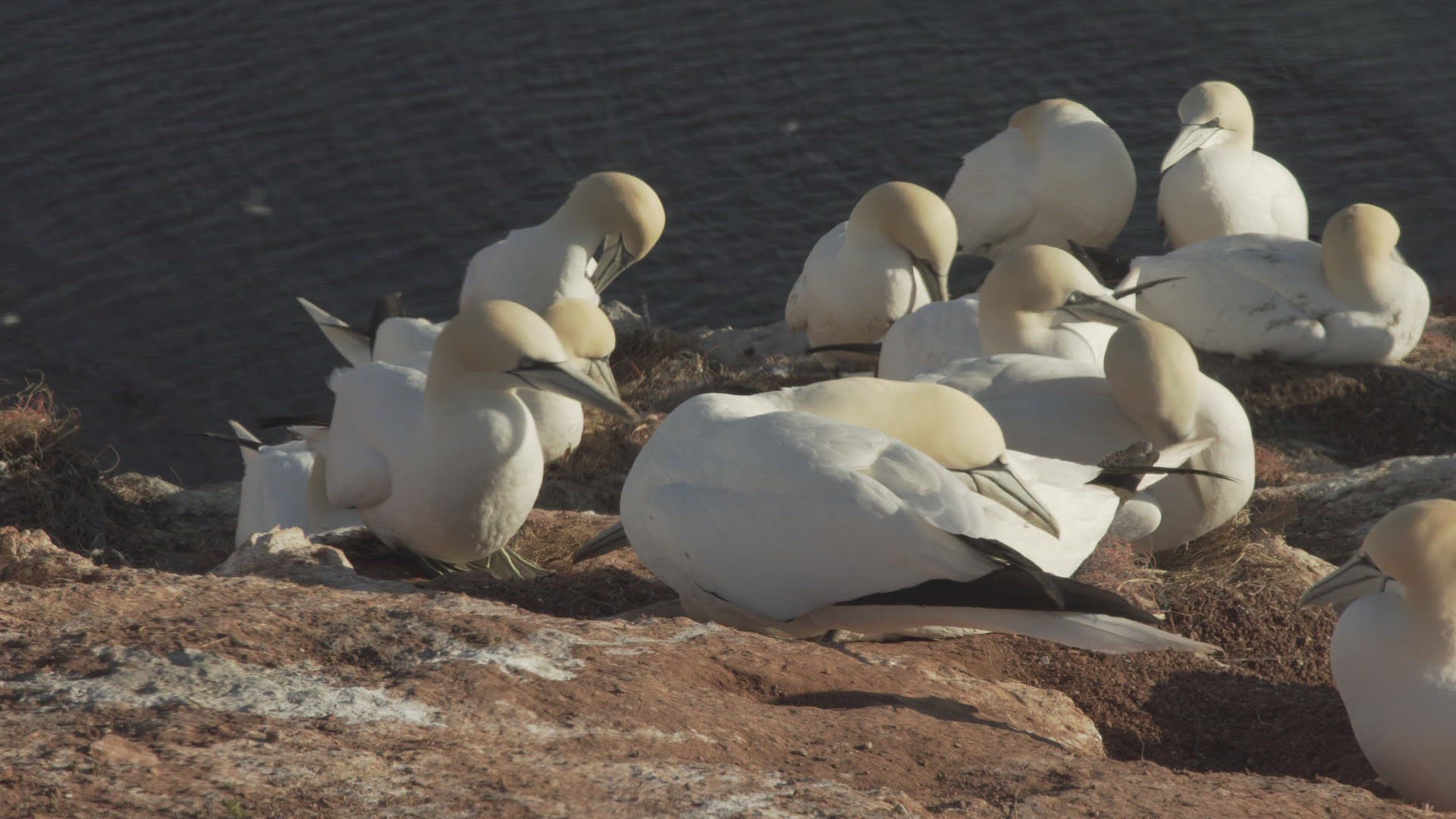 720793178 / Northern Gannet / Resting / Colony