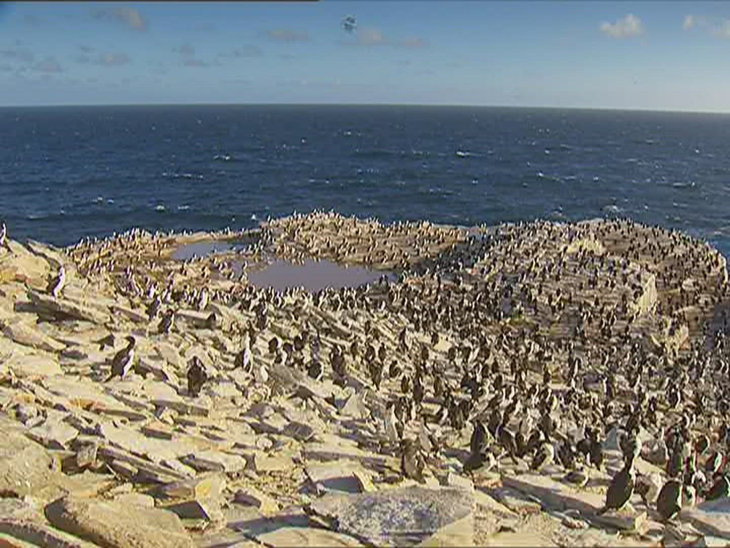 133990464 / Rockhopper Penguin / Resting / Polar Region