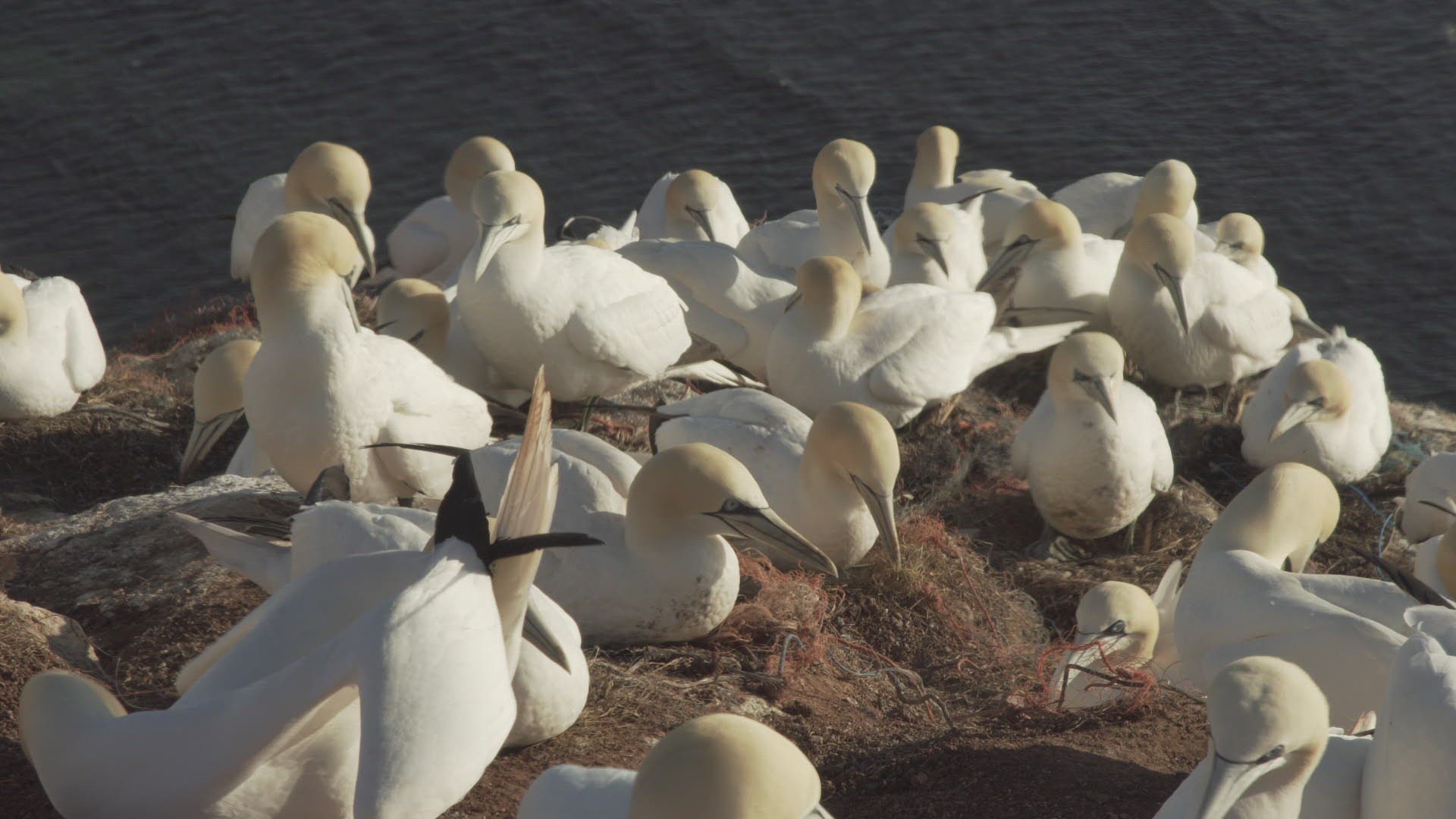 637117022 / Northern Gannet / Resting / Colony