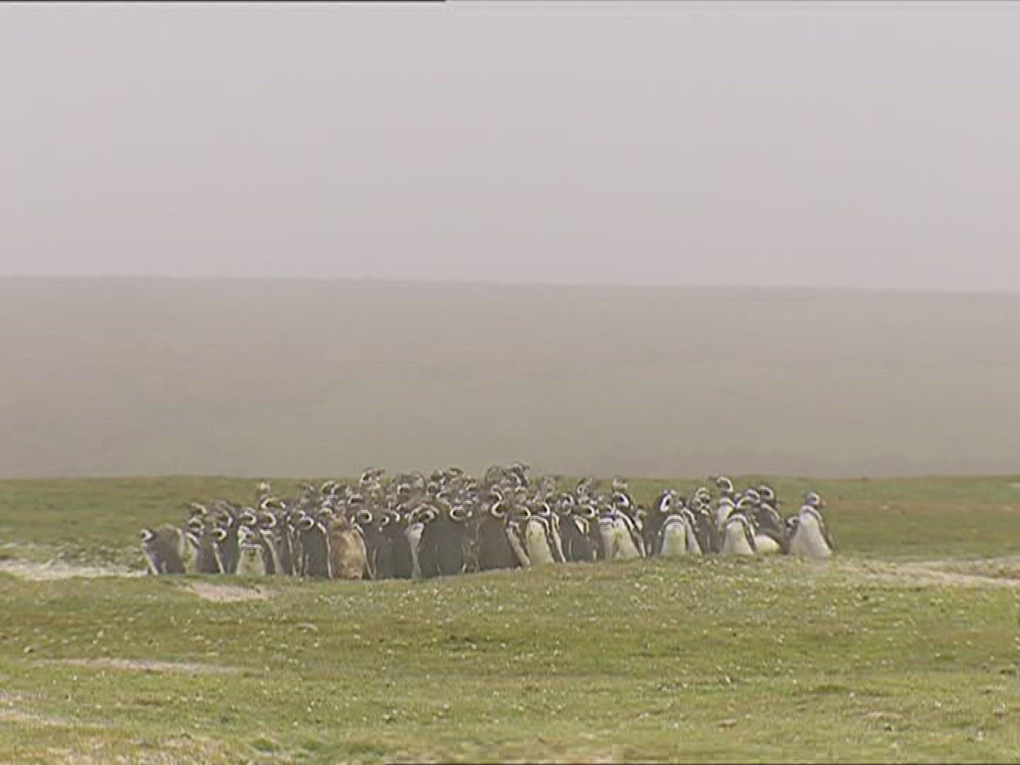 524350107 / Rockhopper Penguin / Resting / Polar Region