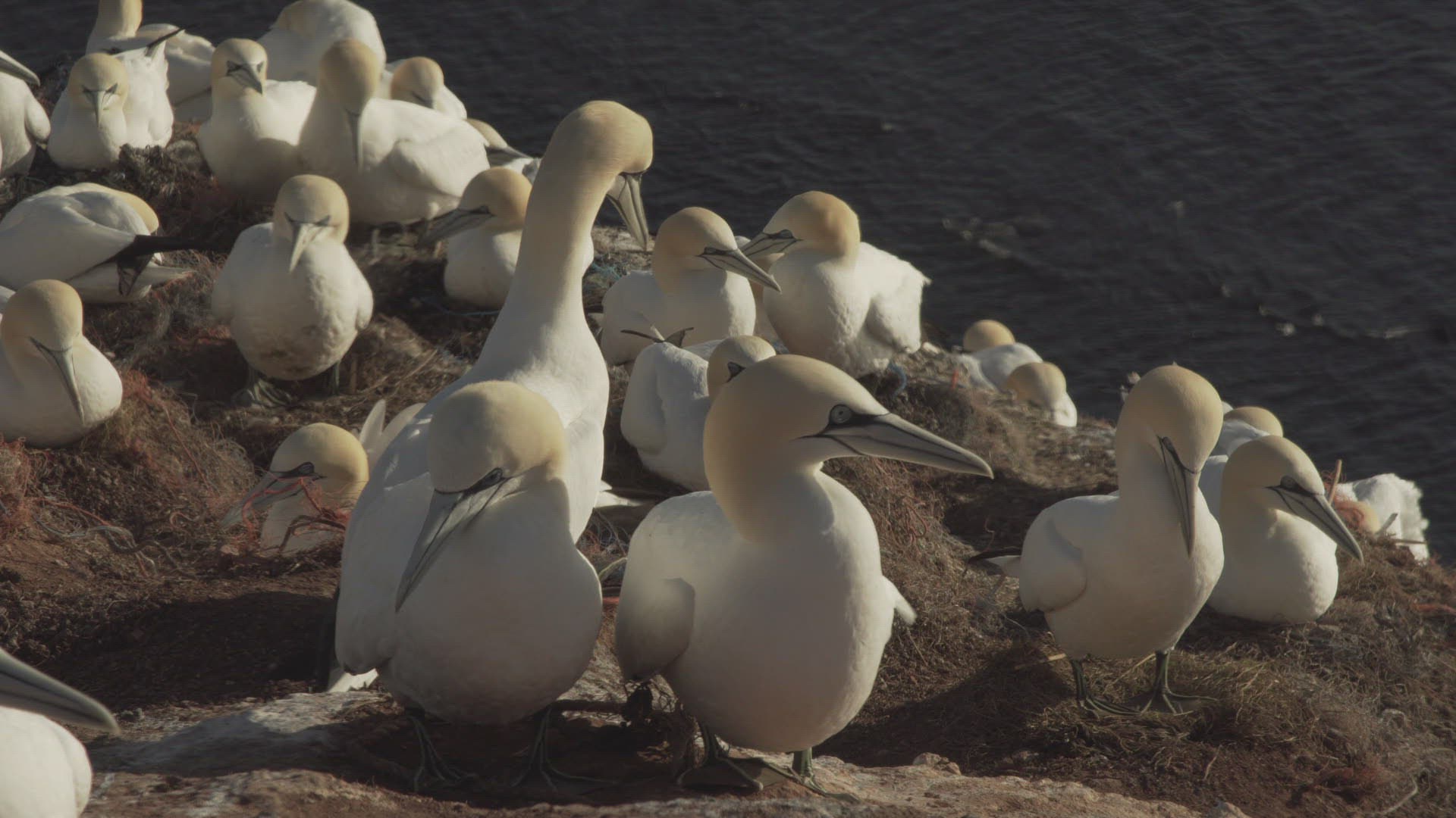 631183800 / Northern Gannet / Resting / Colony