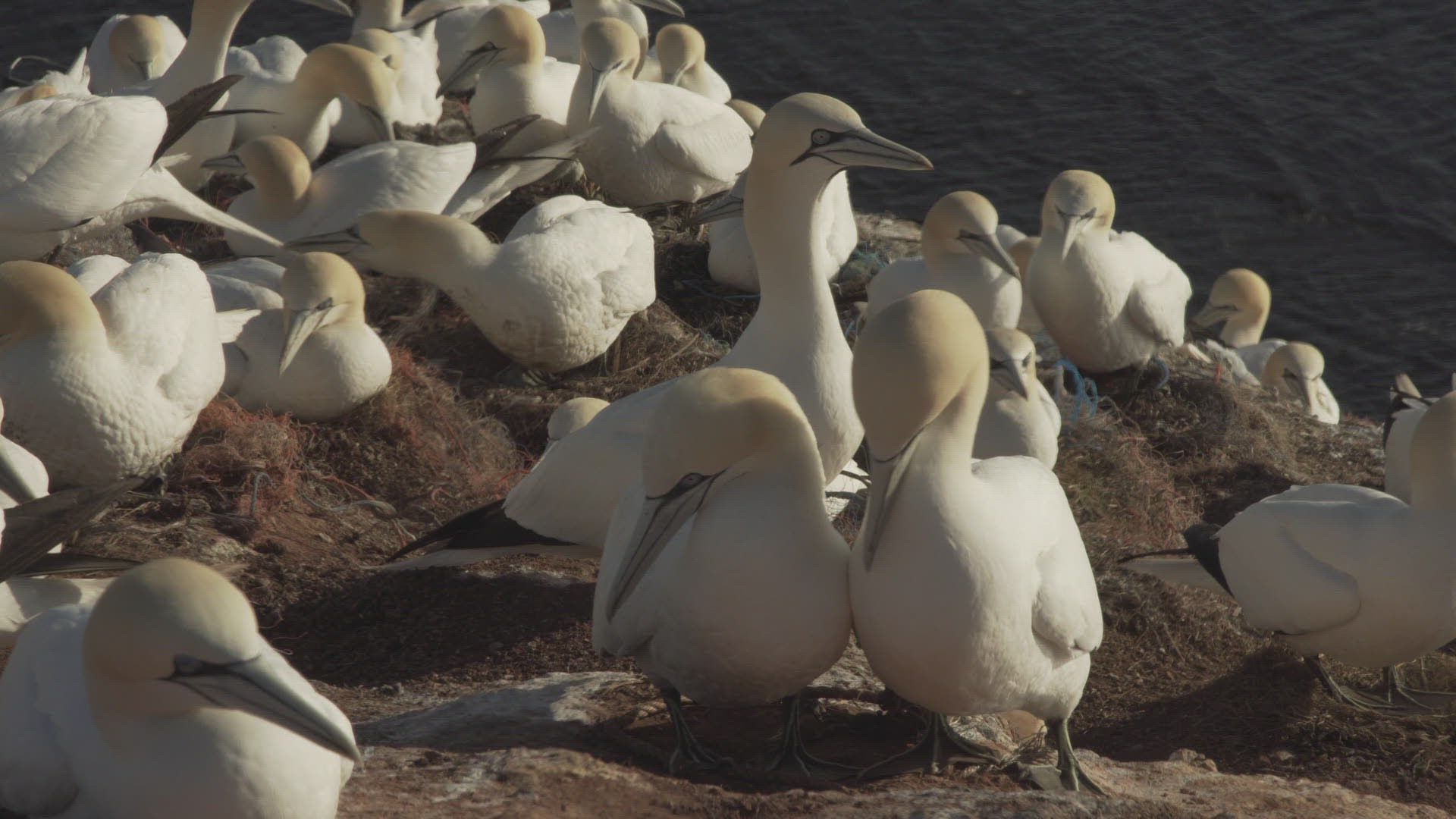318474103 / Northern Gannet / Resting / Colony