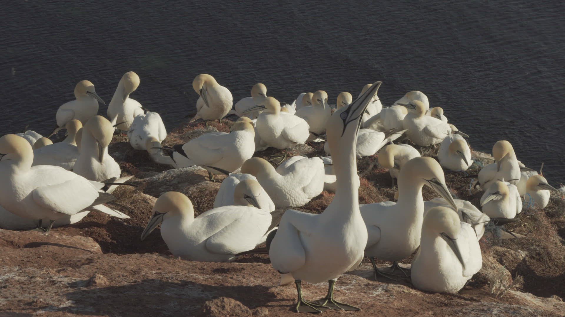 652806209 / Northern Gannet / Resting / Colony