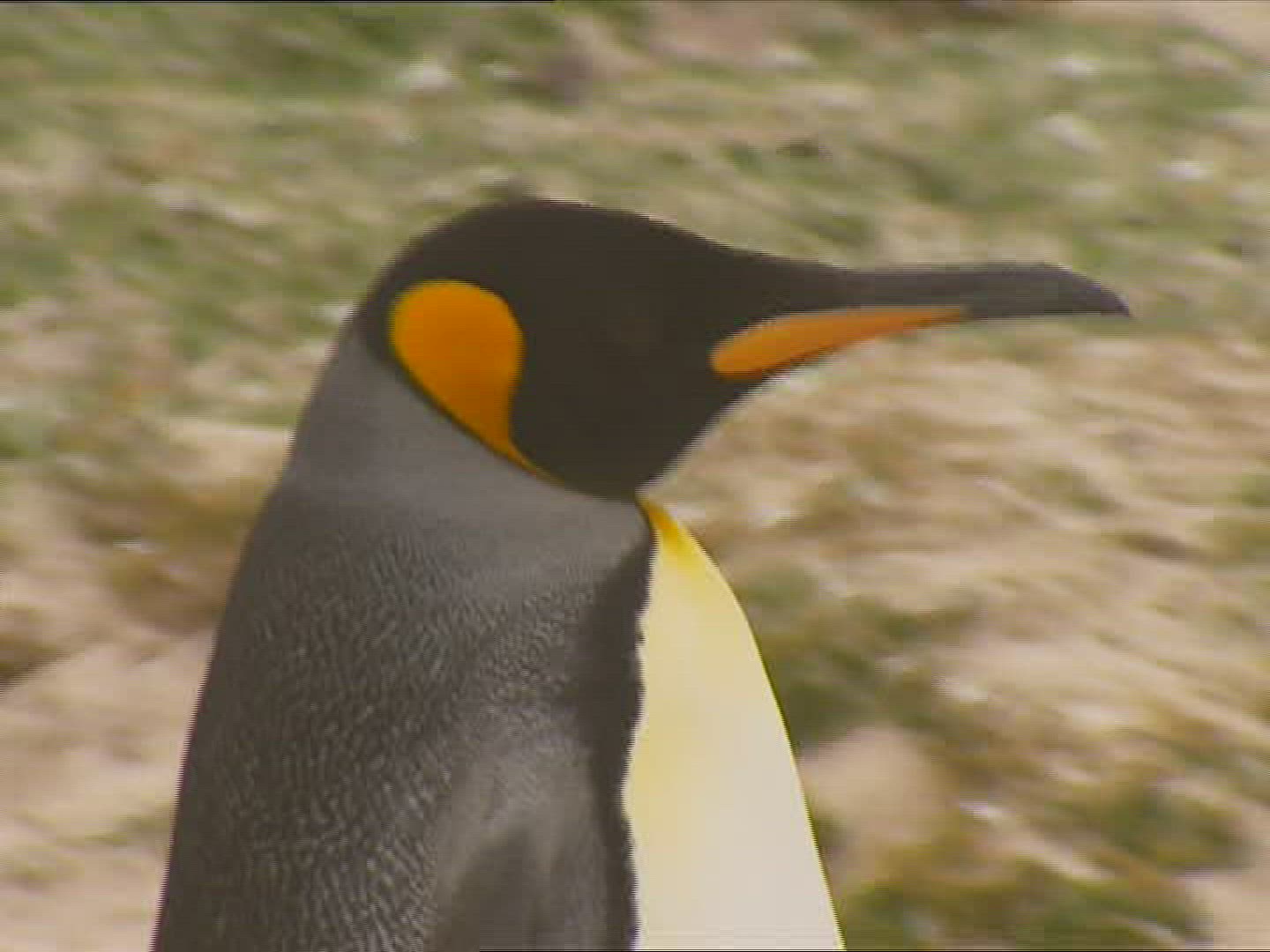 730367340 / King Penguin / Running / Polar Region