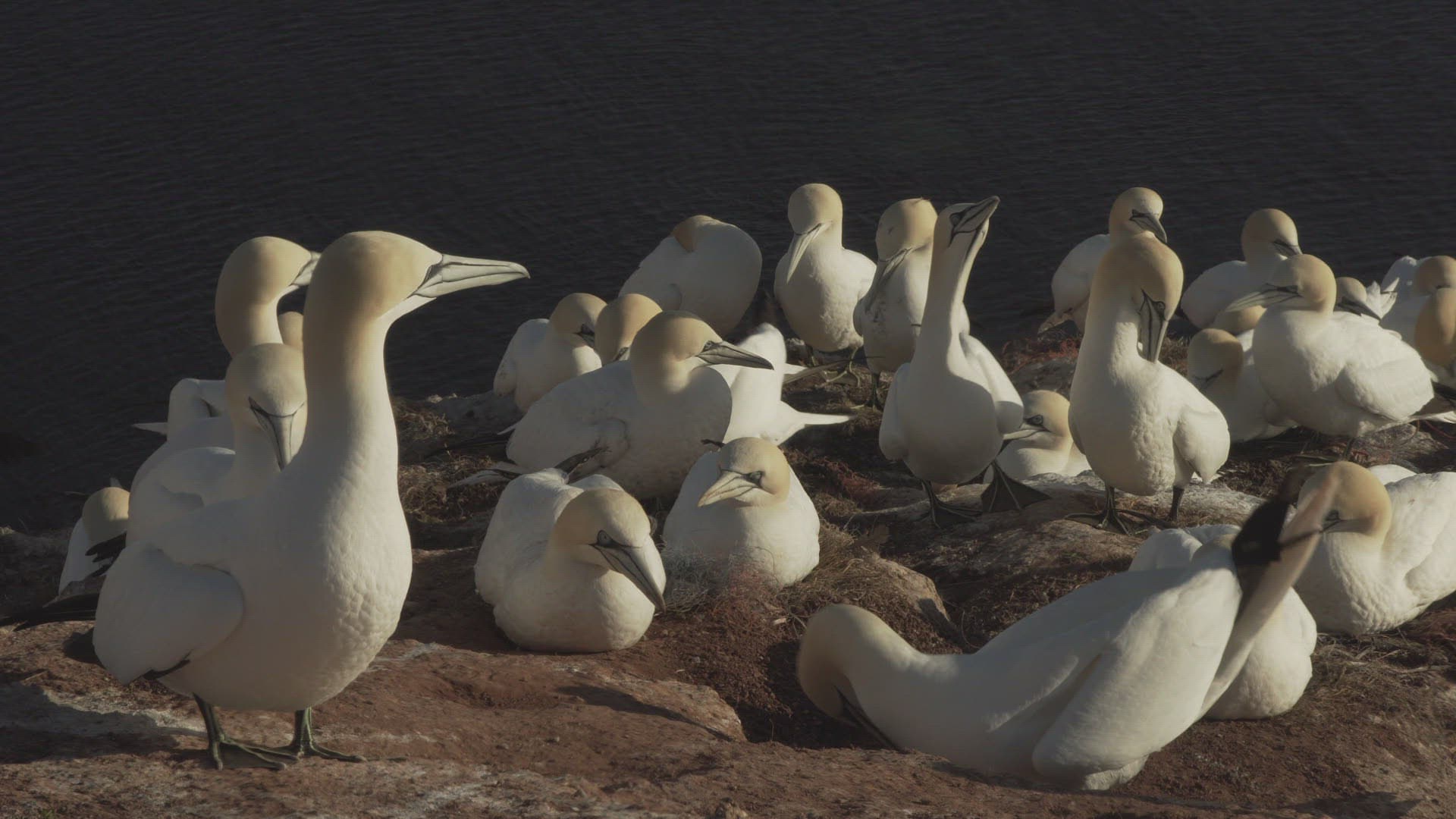 663472434 / Northern Gannet / Resting / Colony