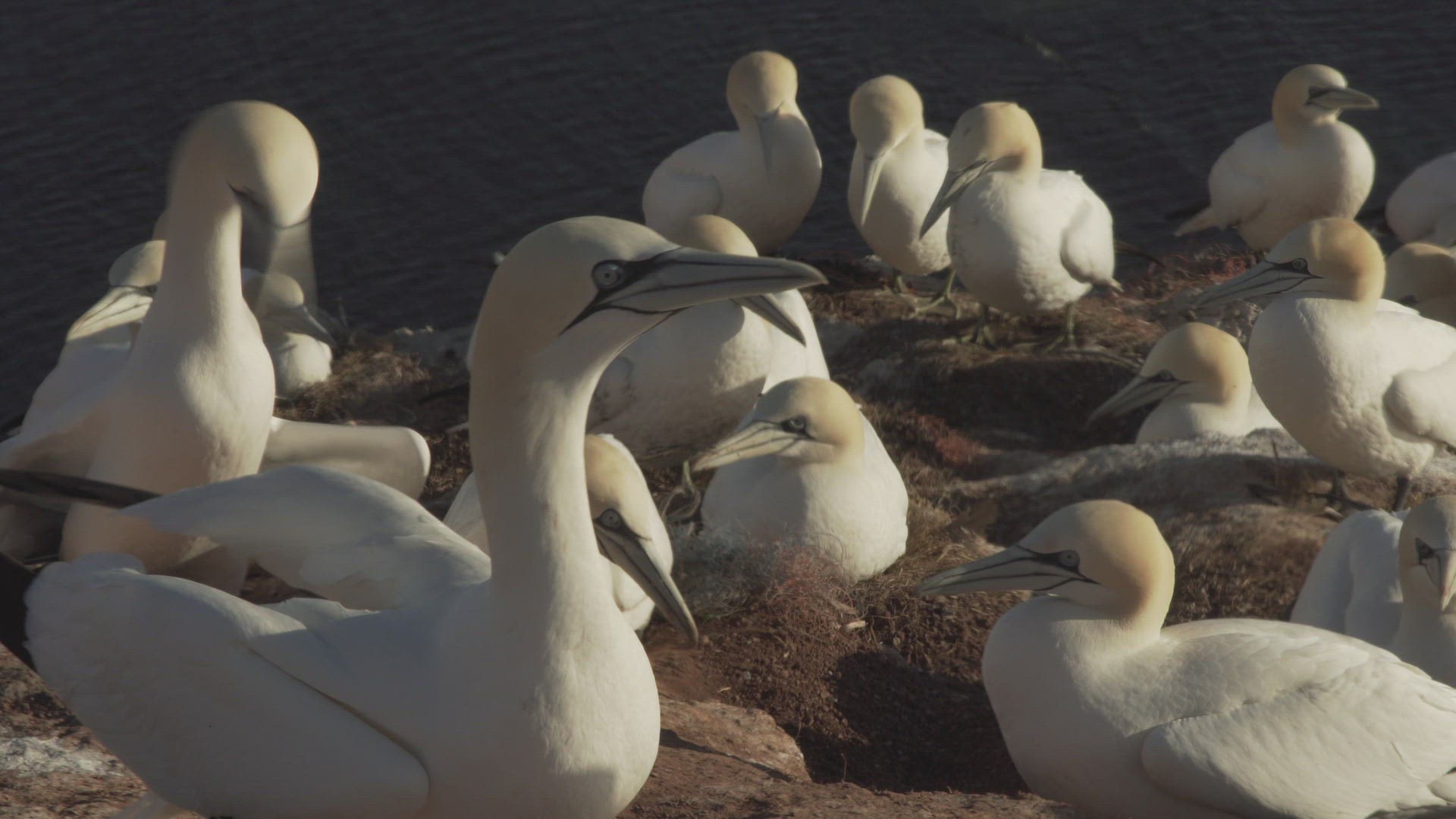 925728647 / Northern Gannet / Resting / Colony