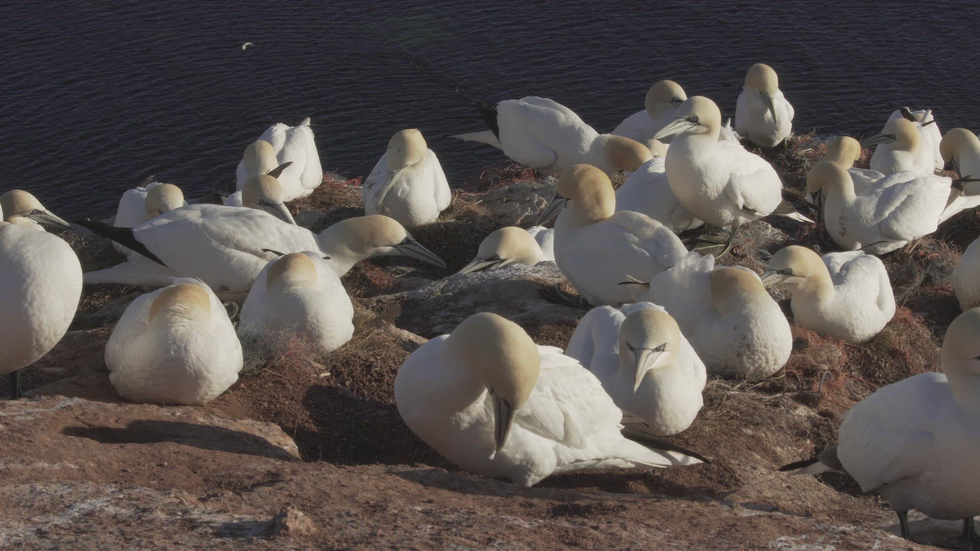 201423553 / Northern Gannet / Resting / Colony