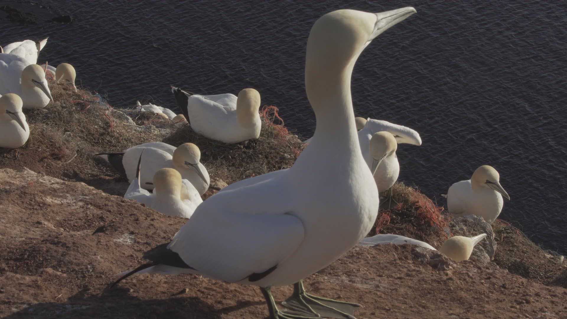 681796304 / Northern Gannet / Resting / Colony