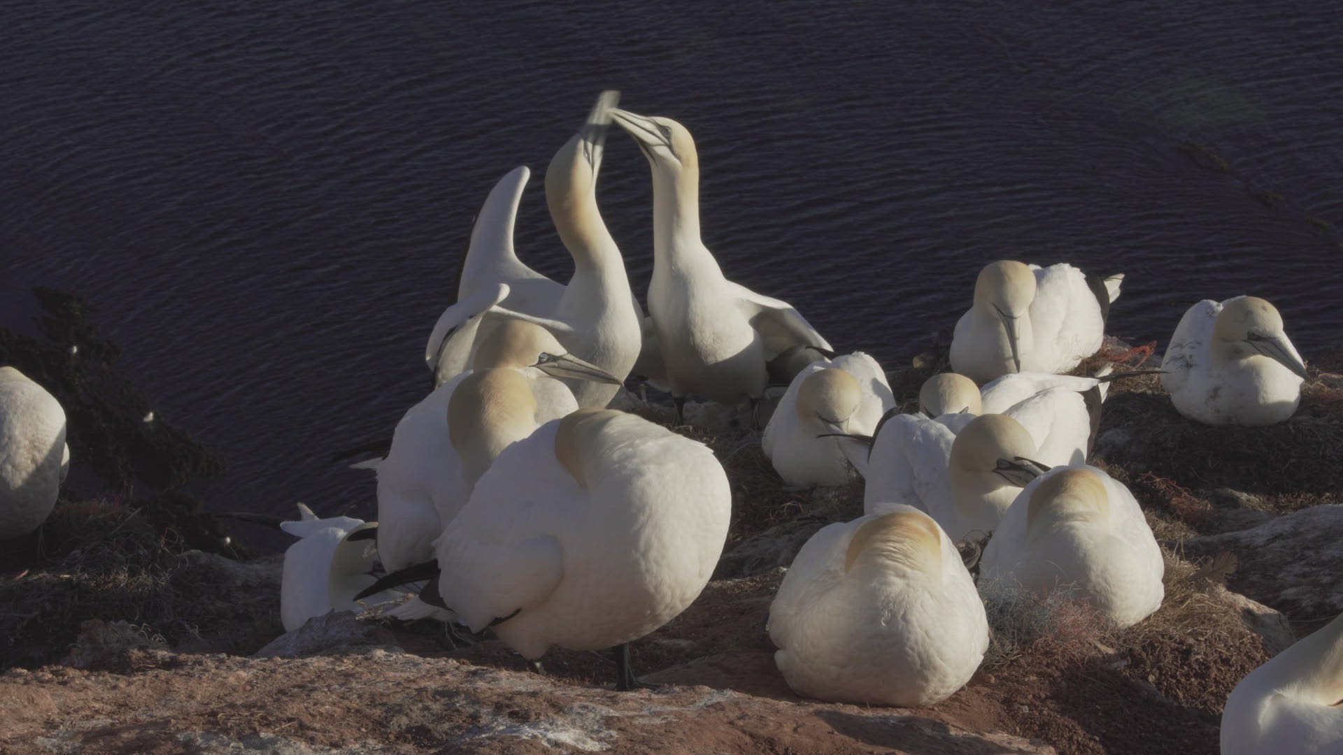 678807686 / Northern Gannet / Fighting / Colony