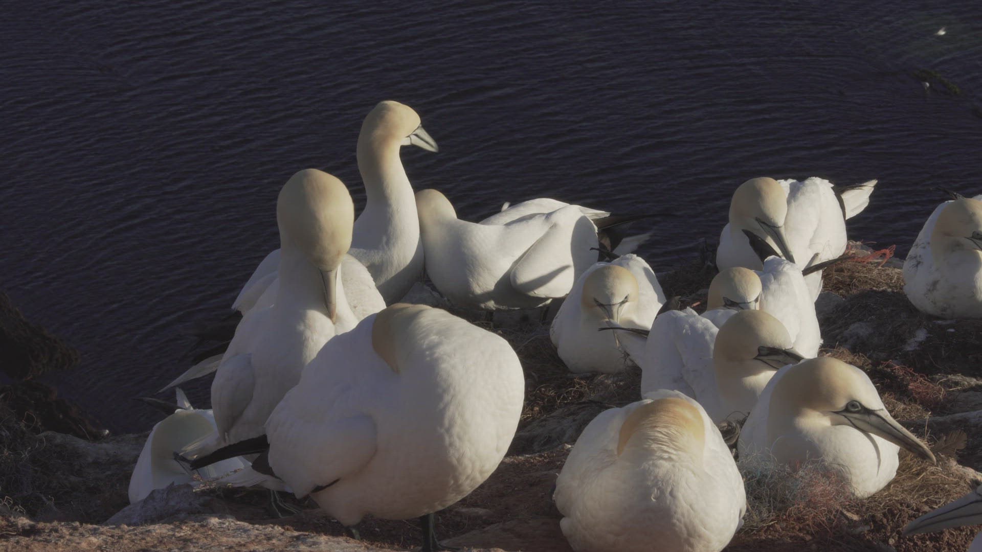 638842711 / Northern Gannet / Fighting / Colony