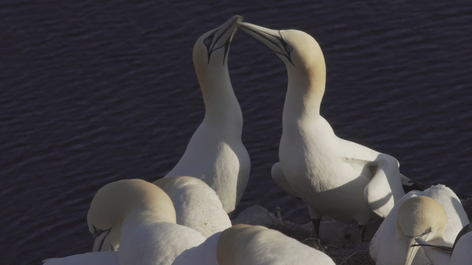 689735642 / Northern Gannet / Fighting / Colony
