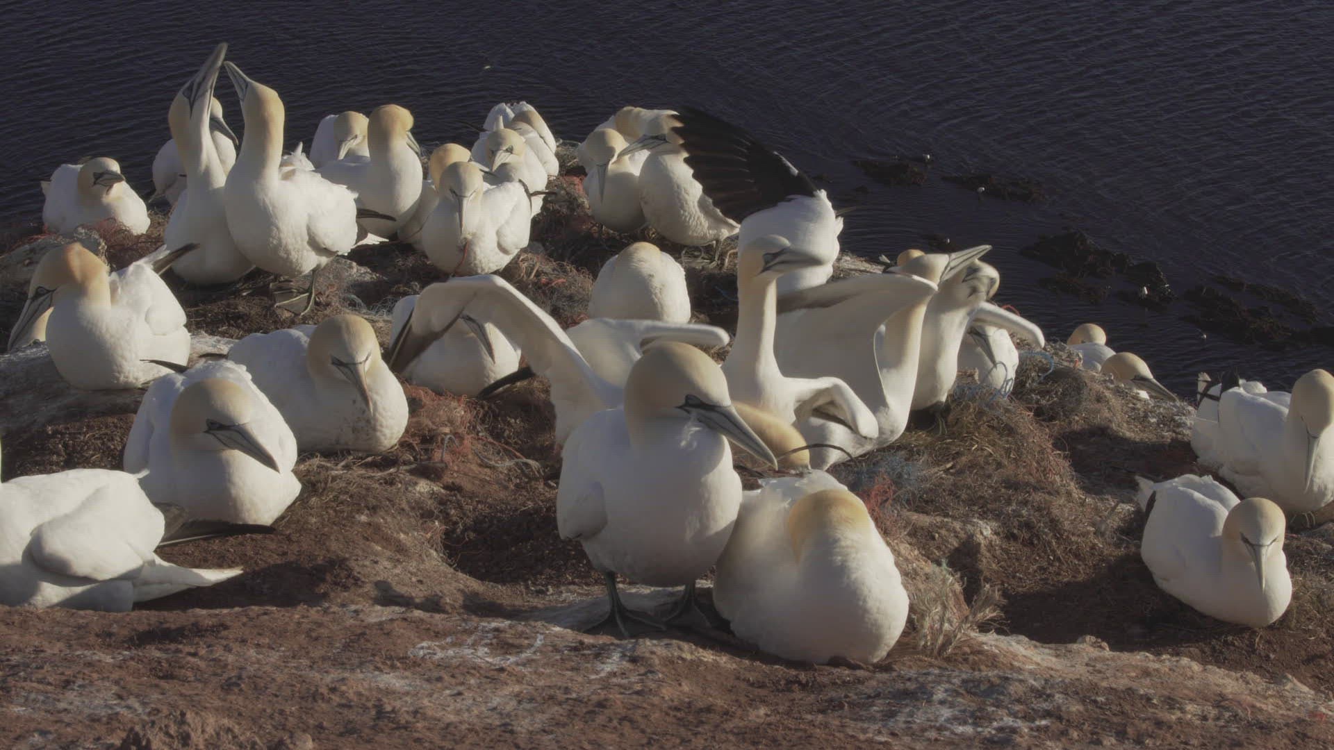 380006337 / Northern Gannet / Resting / Colony