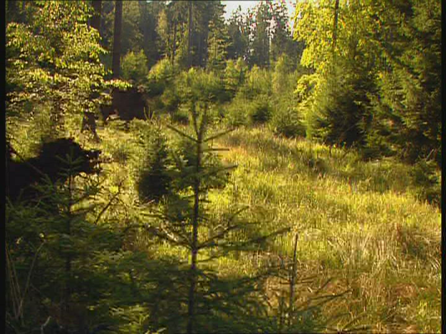 601453432 / Landscape / Forest / Eifel