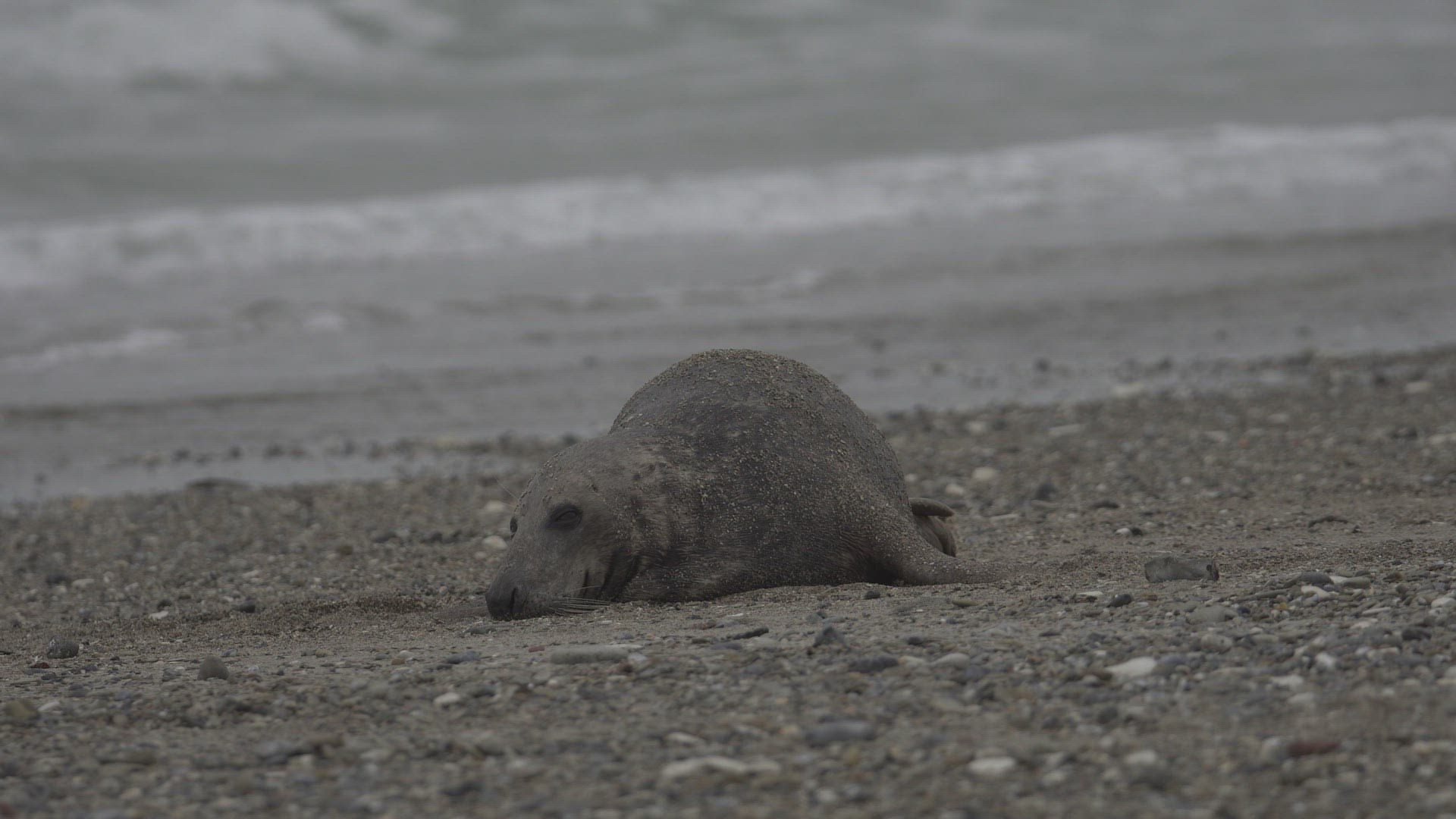 429198130 / Grey Seal / Resting / Beach