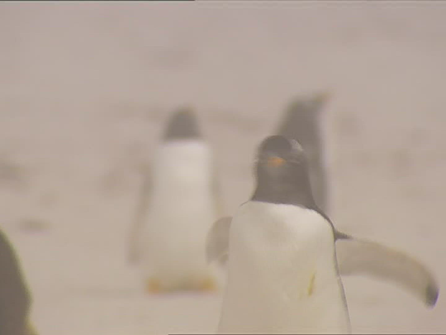 854222429 / Gentoo Penguin / Running / Polar Region