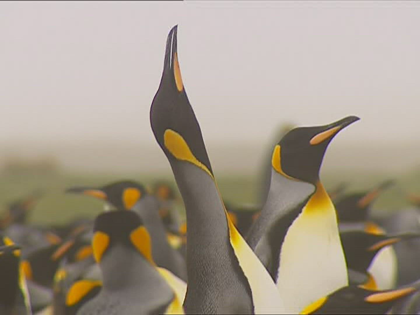 252217761 / King Penguin / Impressing / Polar Region