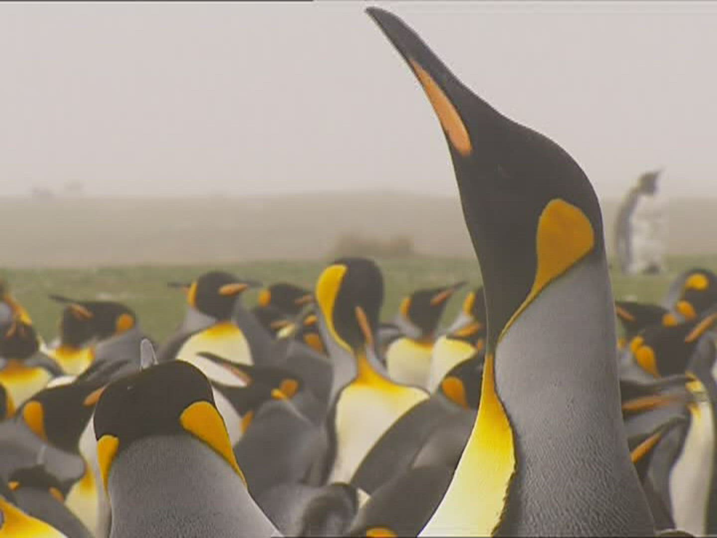 357412914 / King Penguin / Impressing / Polar Region