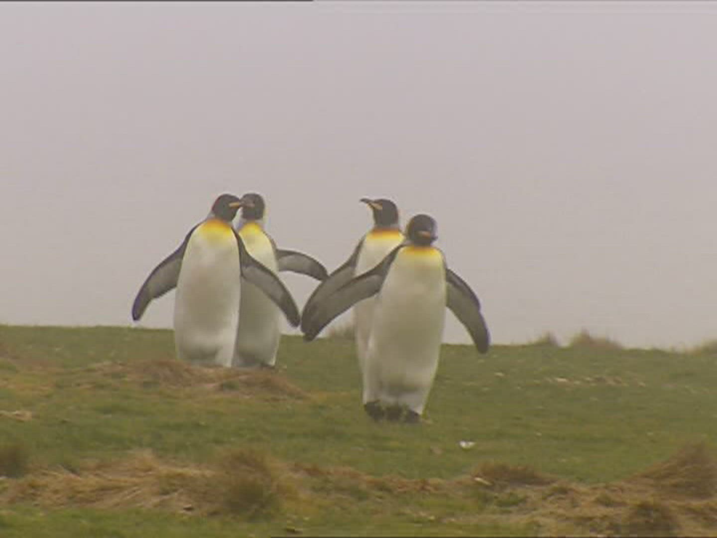 569368454 / King Penguin / Running / Polar Region