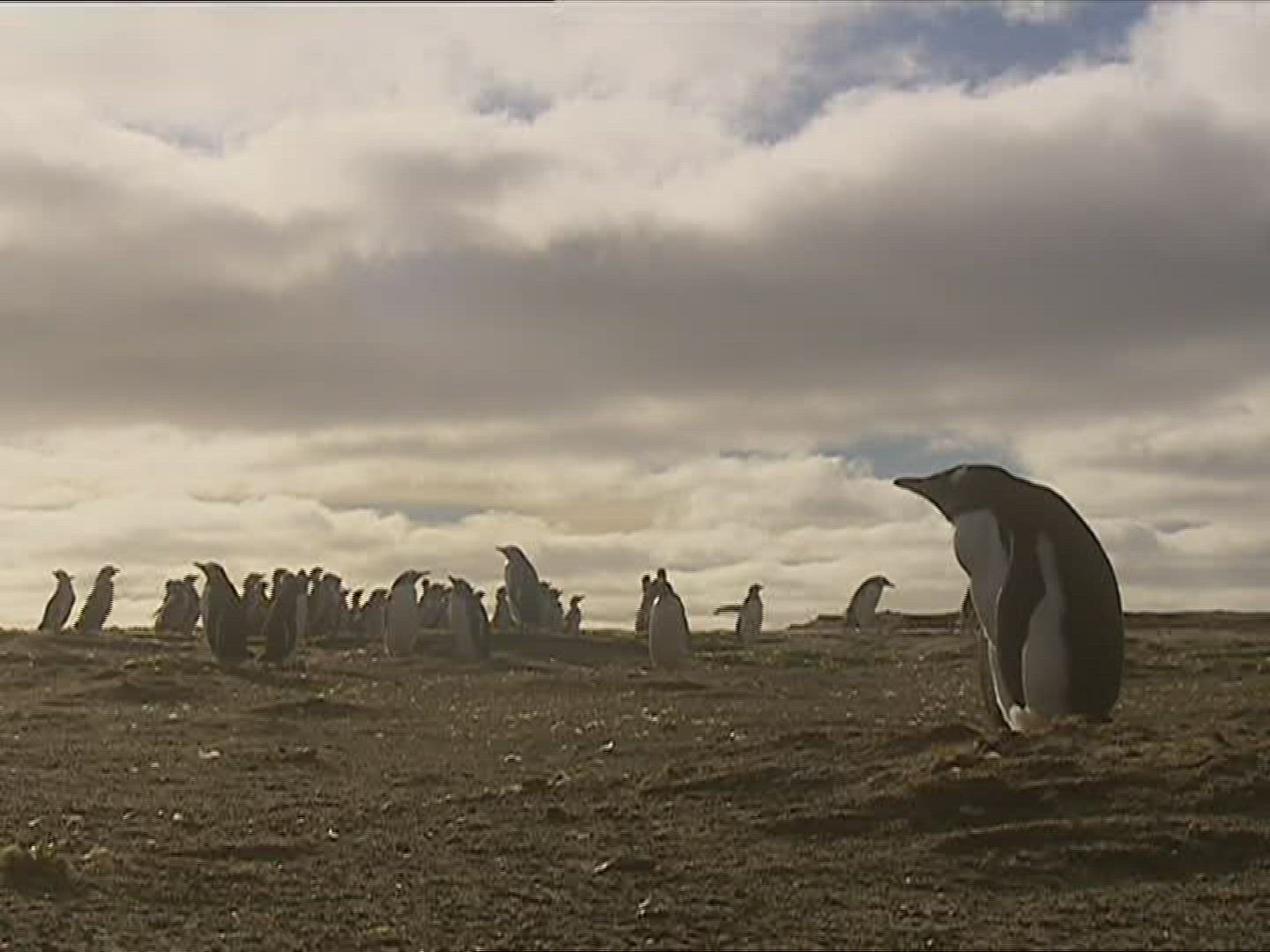481798762 / Gentoo Penguin / Running / Polar Region