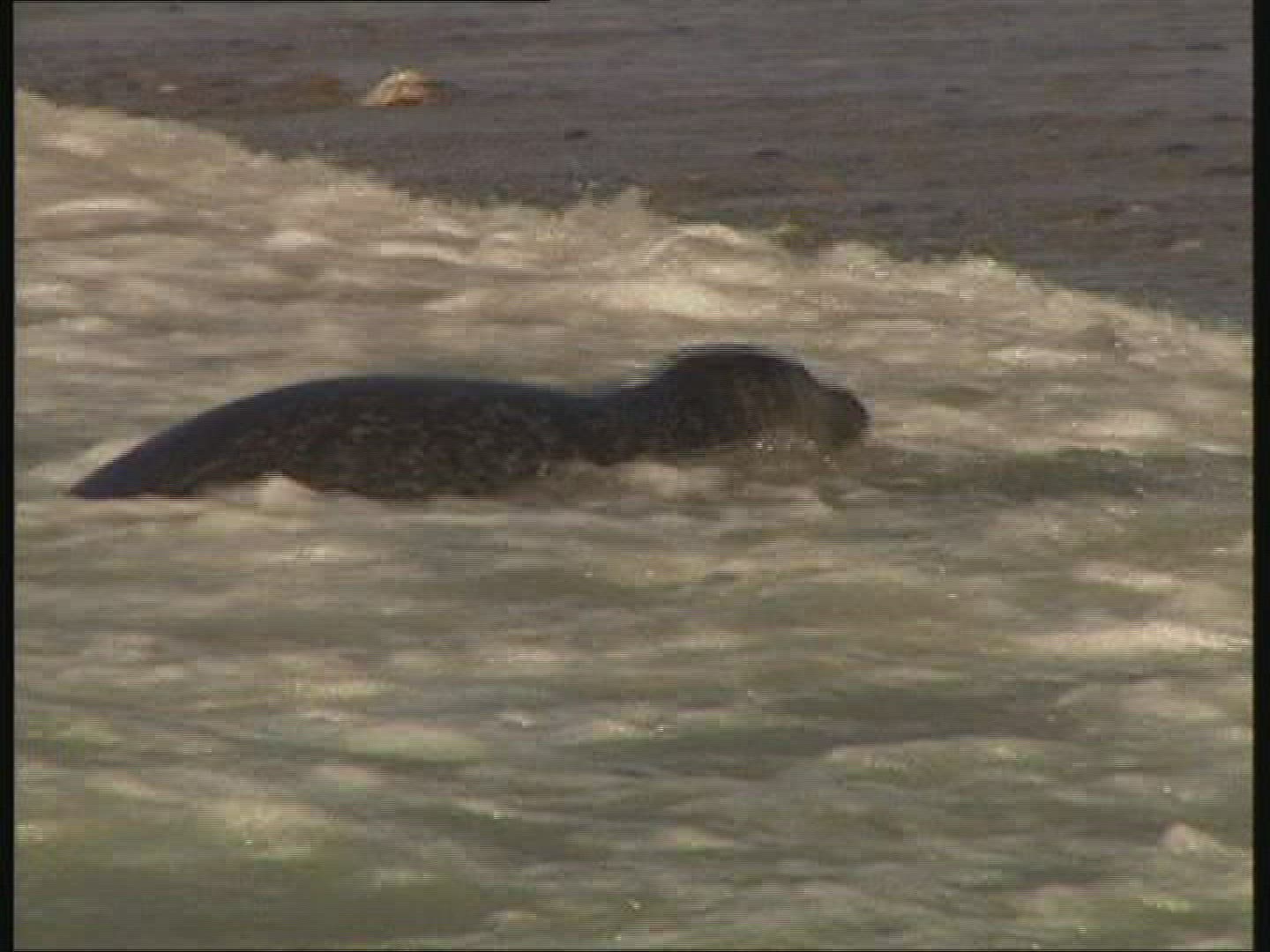 125529142 / Common Seal / Helgoland / Germany