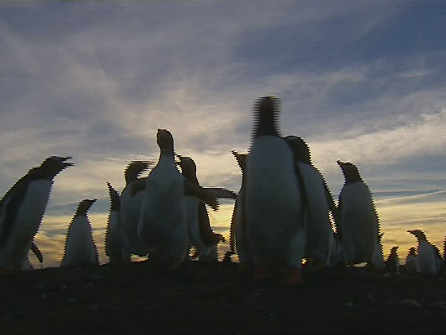 120825852 / Gentoo Penguin / Dusk / Polar Region