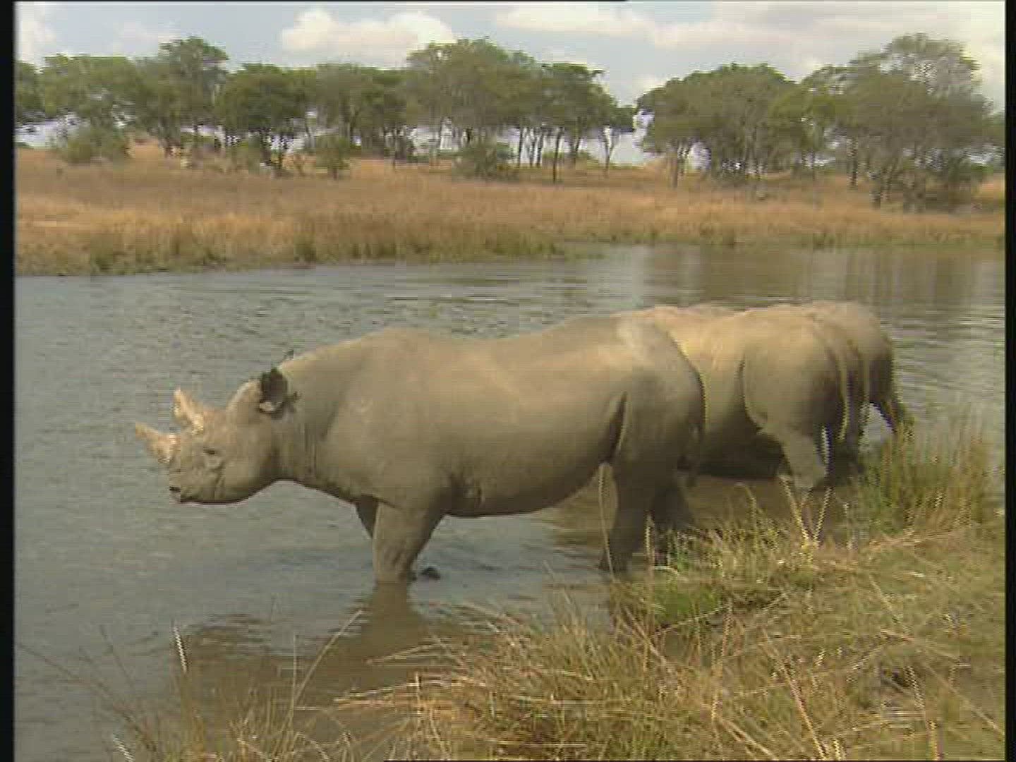 259473635 / Black Rhinoceros / Water Place / Zambia / Africa