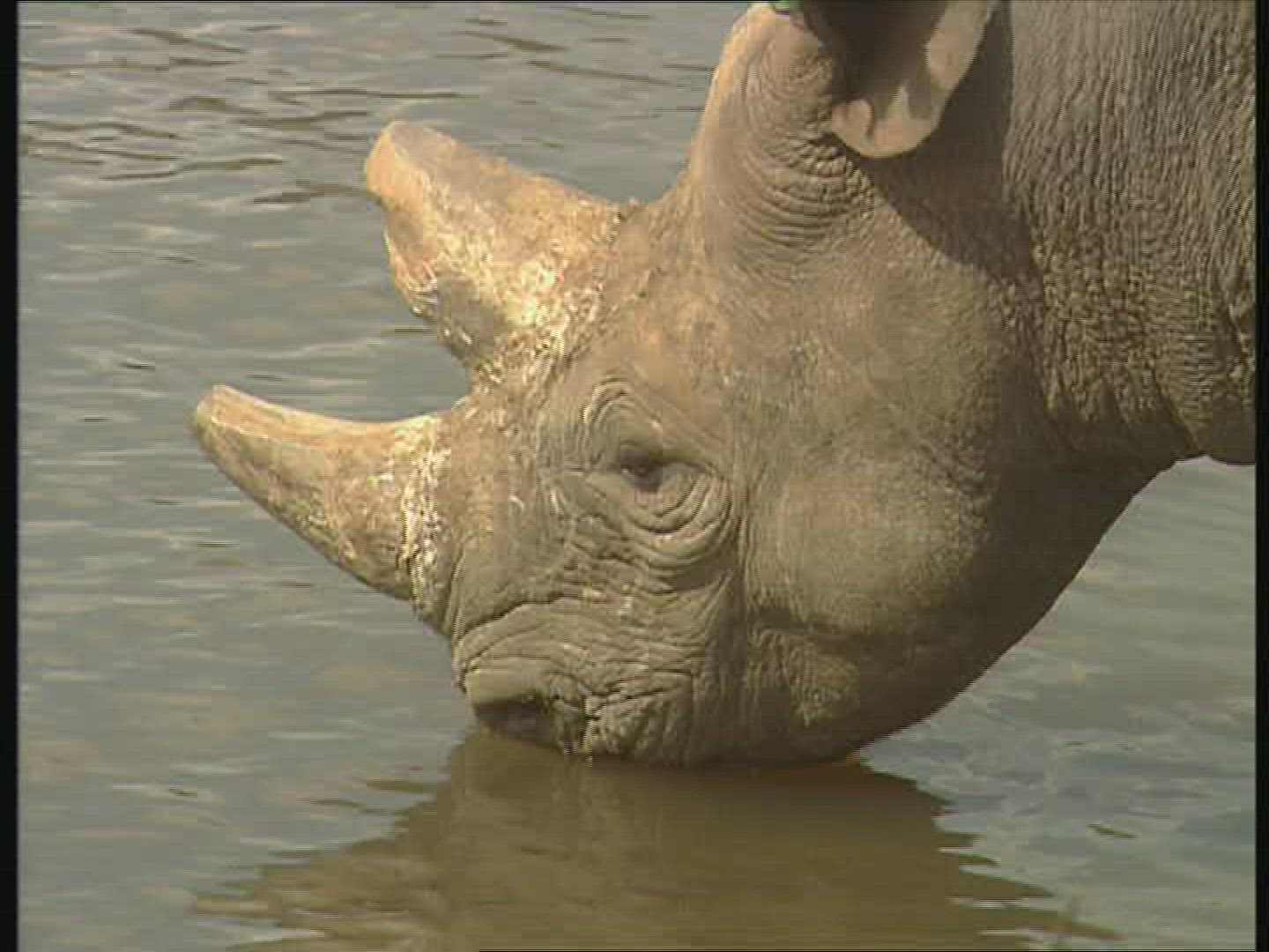 684916064 / Black Rhinoceros / Water Place / Zambia / Africa